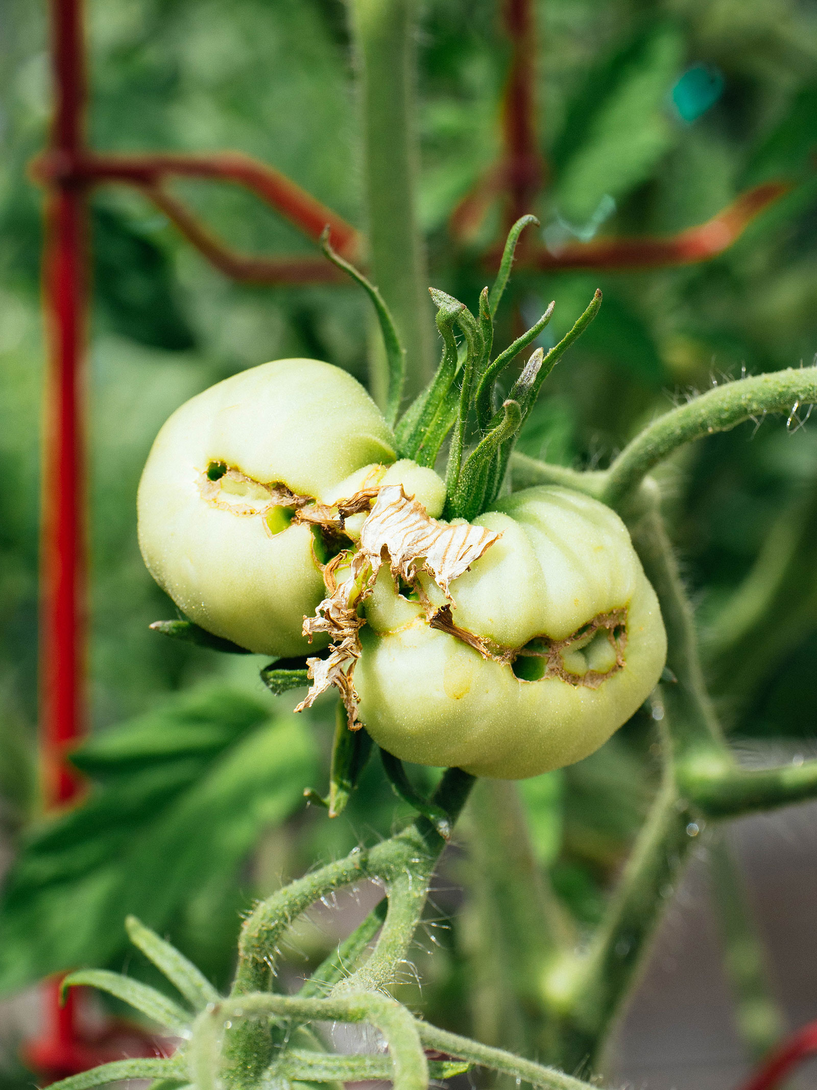 Immature green tomato produced from a megabloom