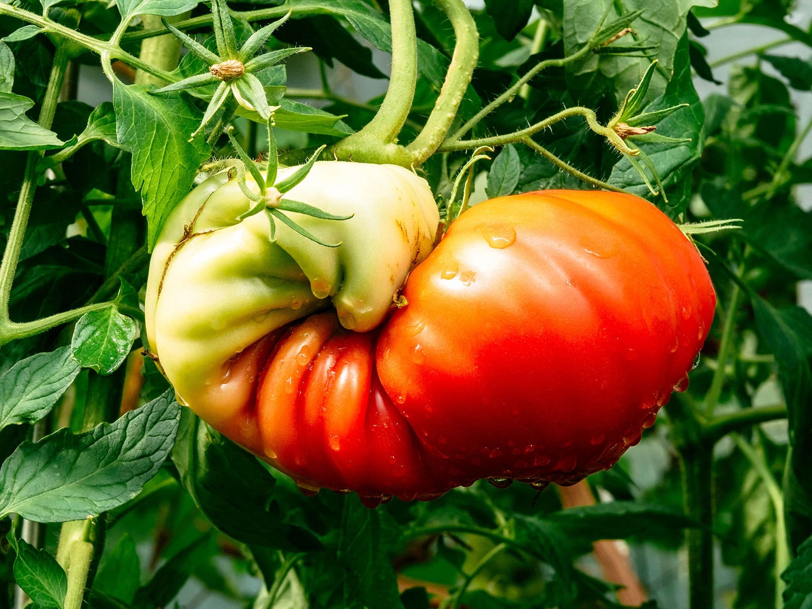 Partially ripe tomato with catfacing growing on a vine