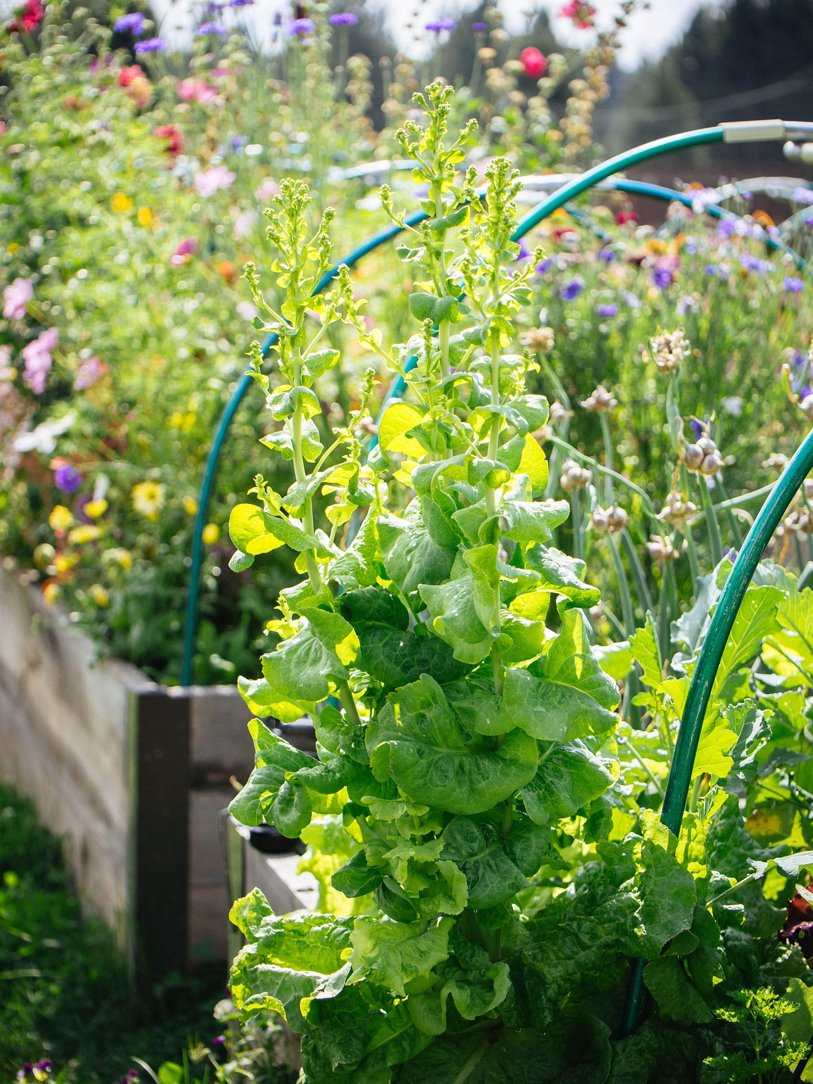 Bolted lettuce plants in a raised bed garden