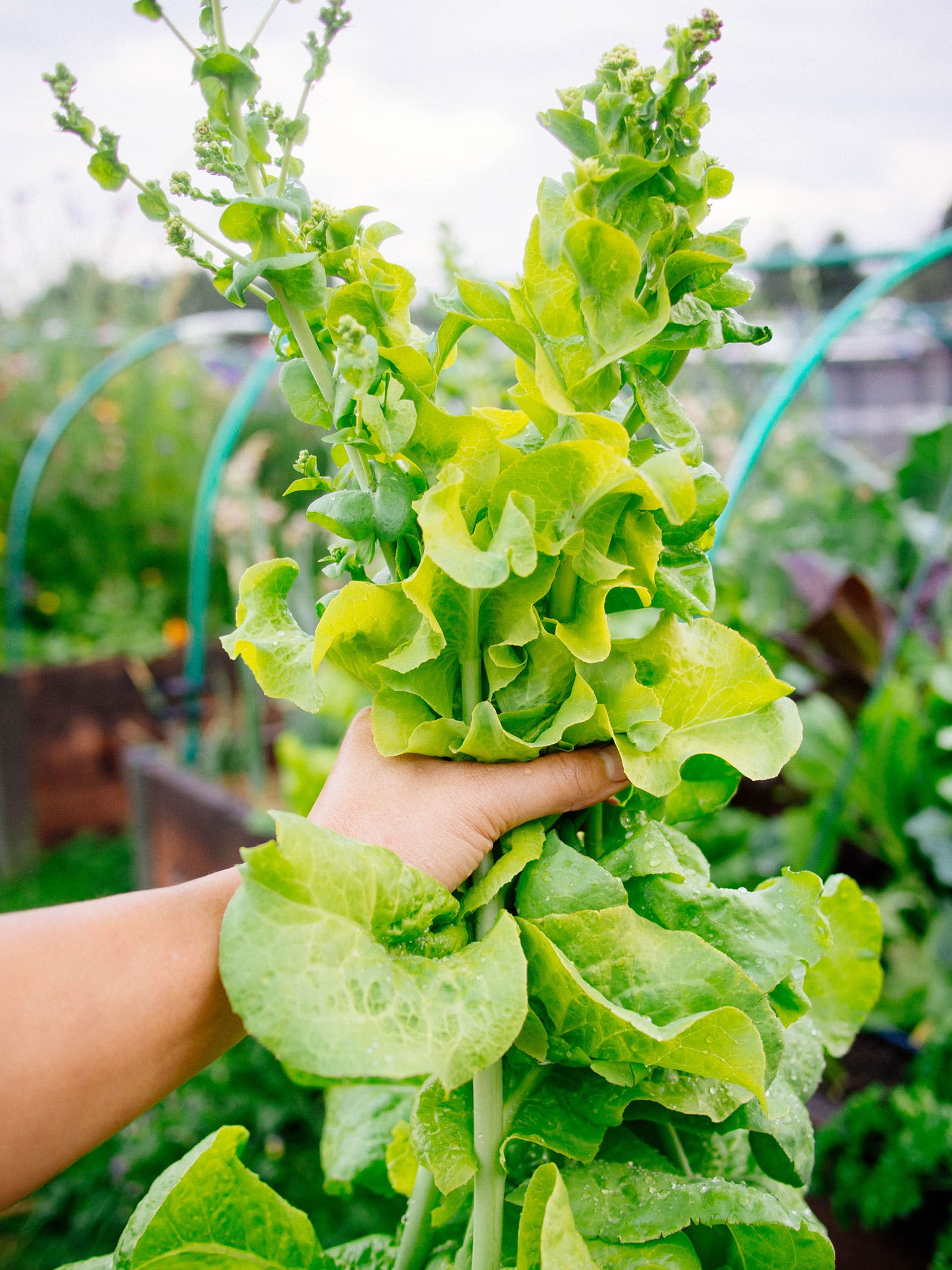 Hand holding a bundle of bolted lettuce stems