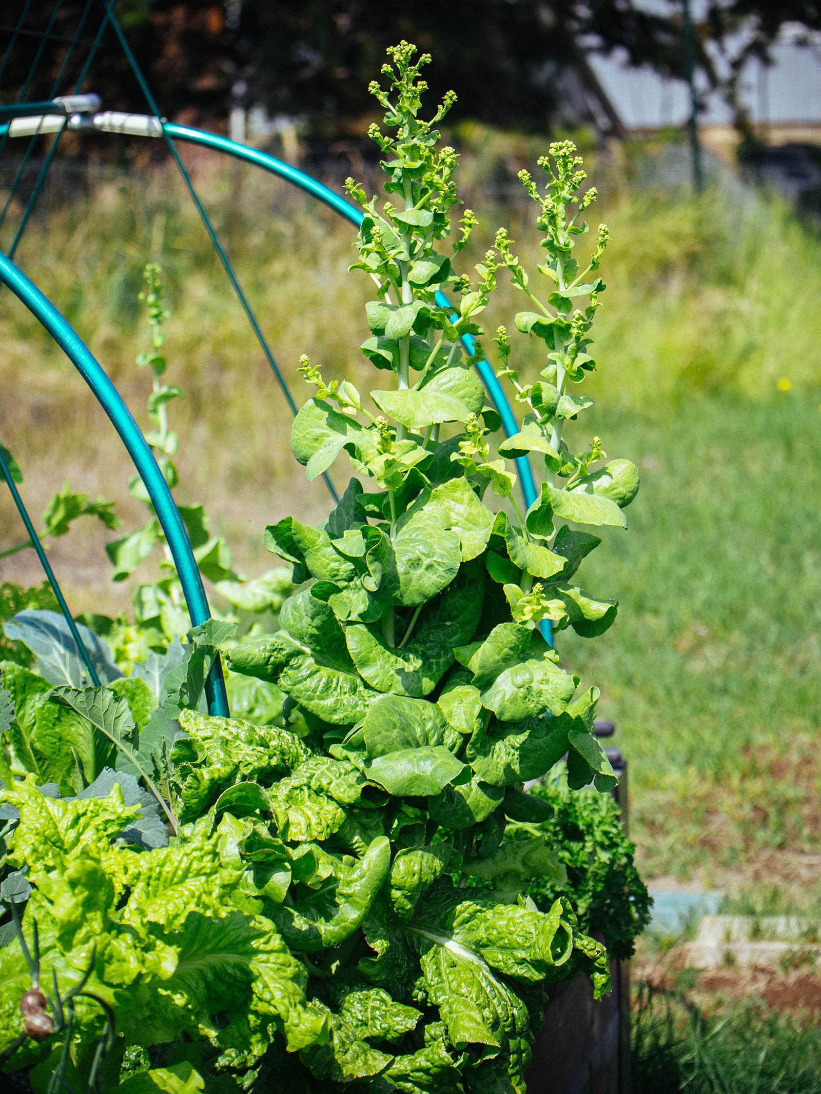 Bolting green lettuce plants in a raised bed
