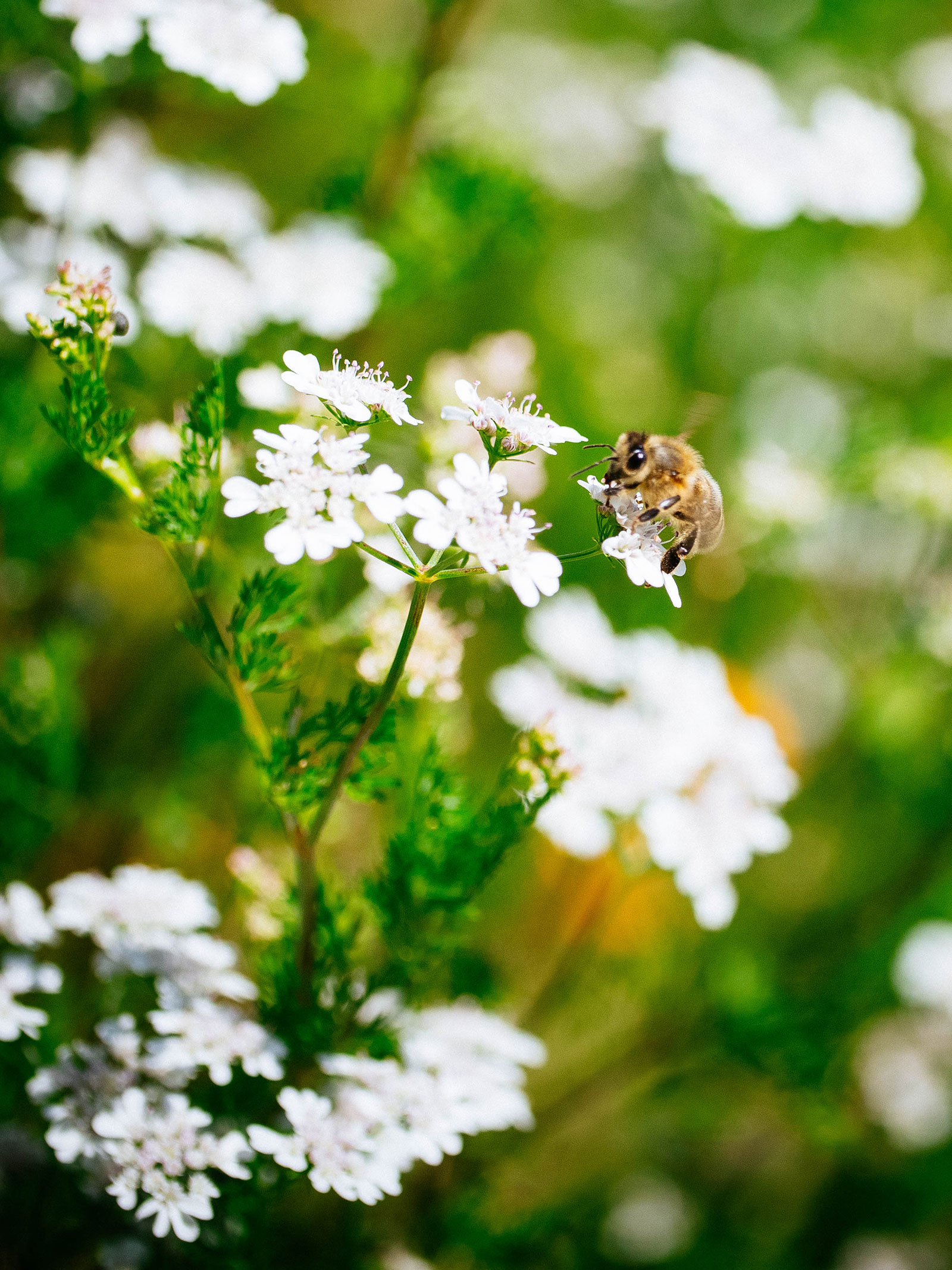 A bee feeding on flowering cilantro