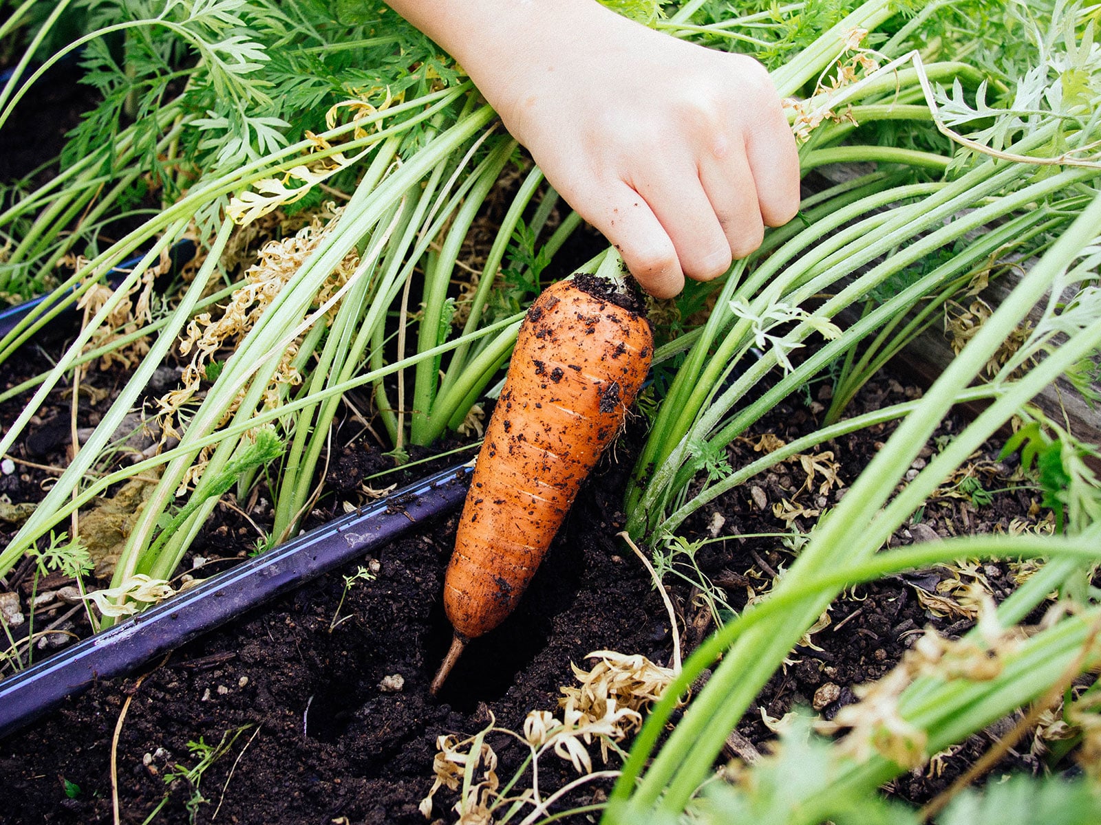 Hand pulling an orange carrot out of the soil