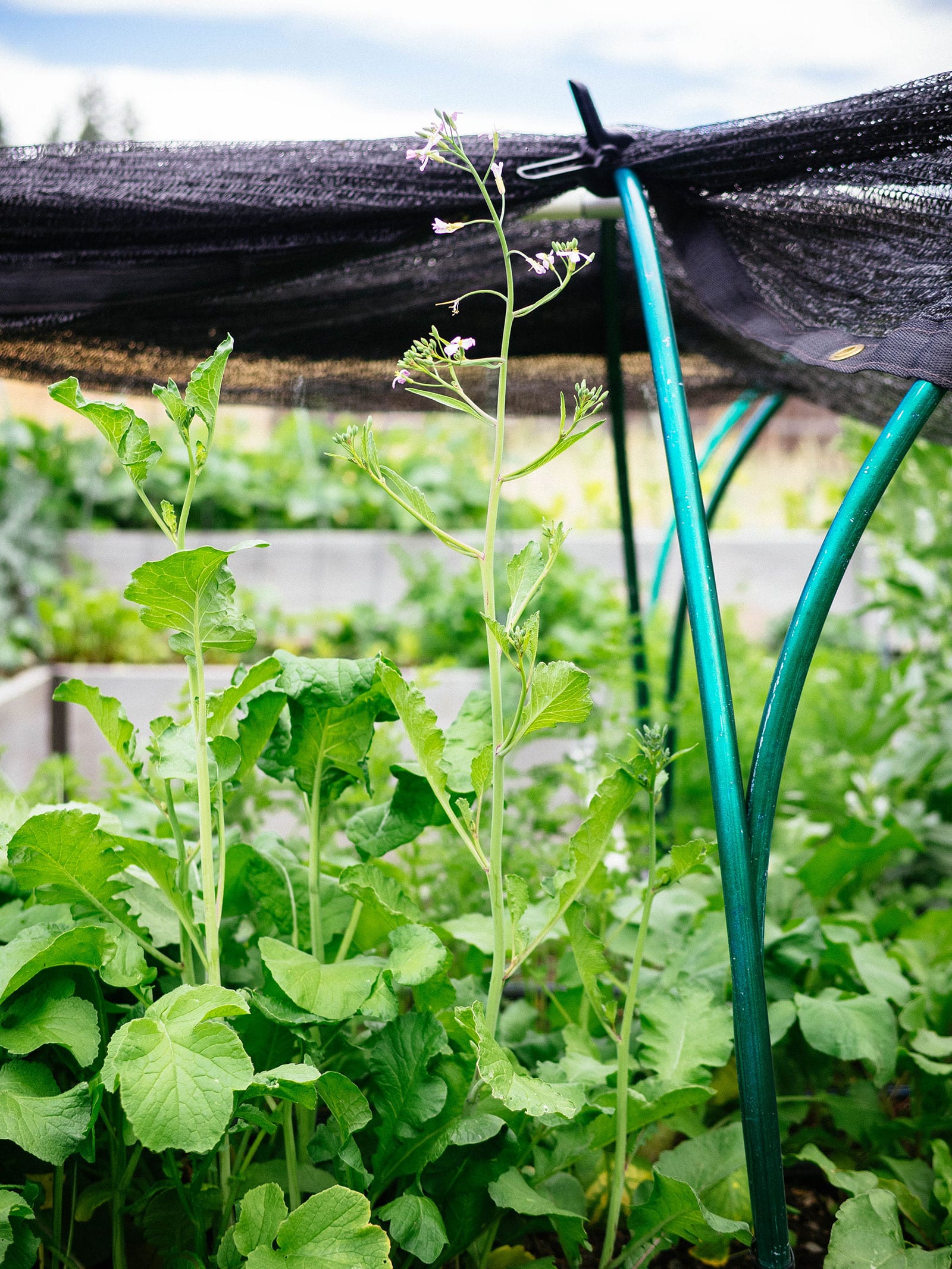 Bolting radish plants in a raised bed with shade cloth clipped to metal low tunnels
