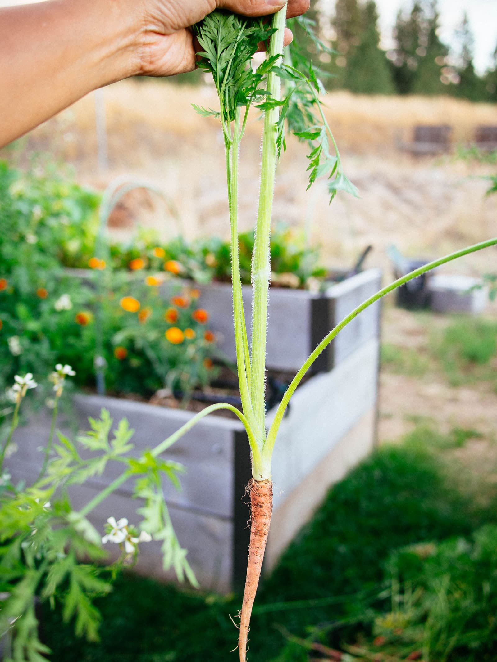 Hand holding a bolted carrot by its stem in the garden