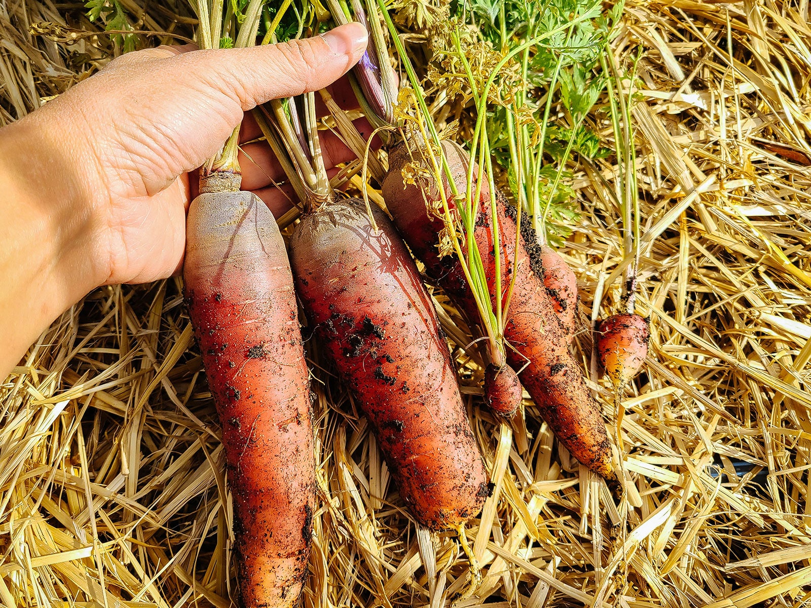 Hand holding a bundle of regular-size and unusually small red carrots over a bed of straw