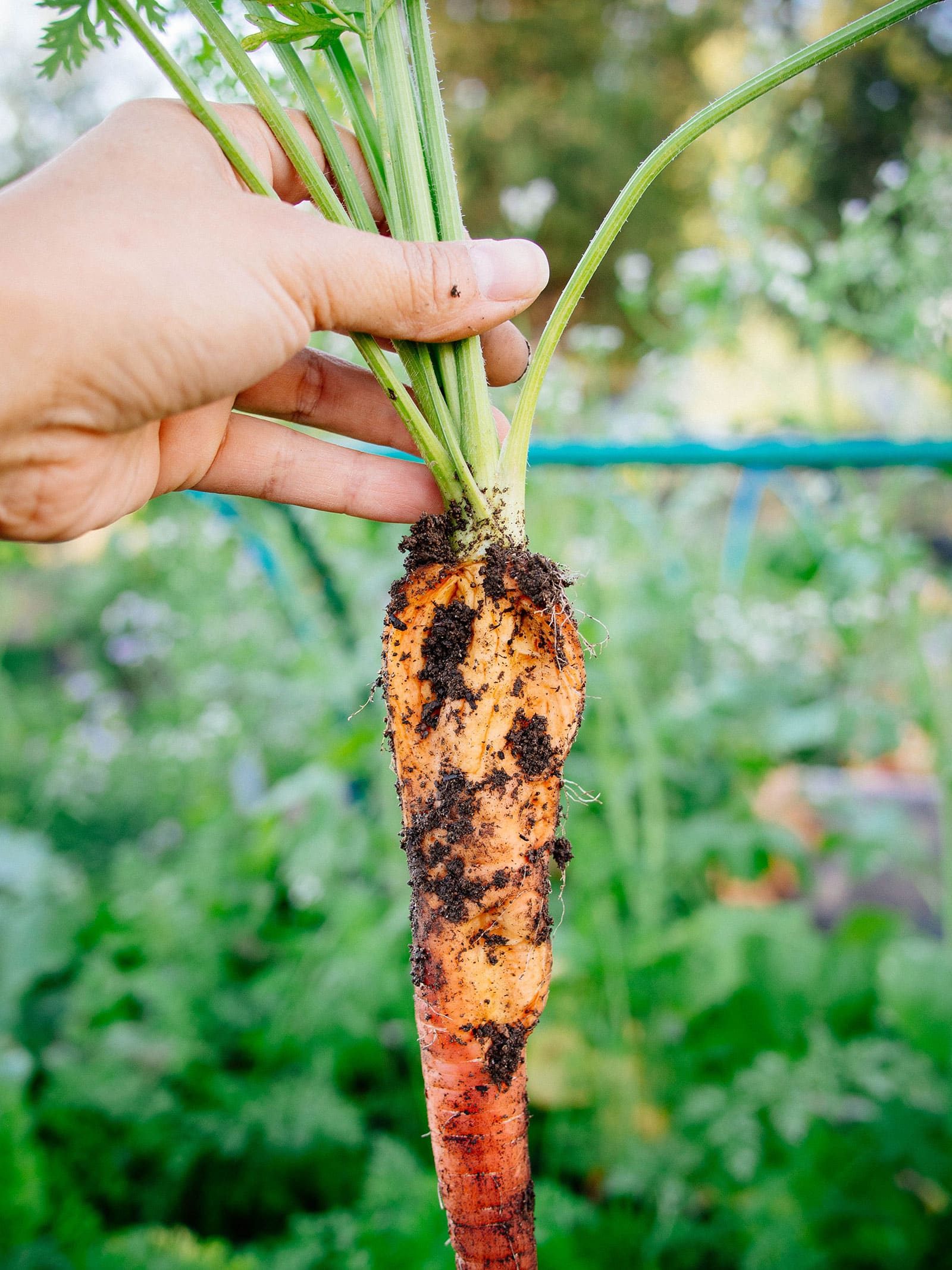 Hand holding a freshly dug carrot with a large crack