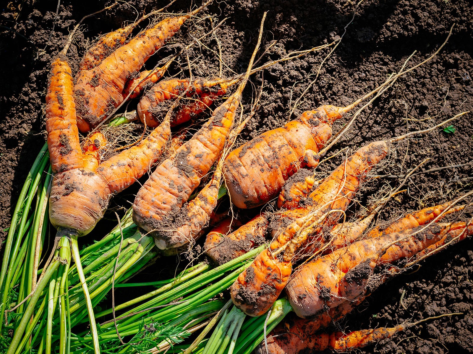 Freshly harvested carrots with forked legs