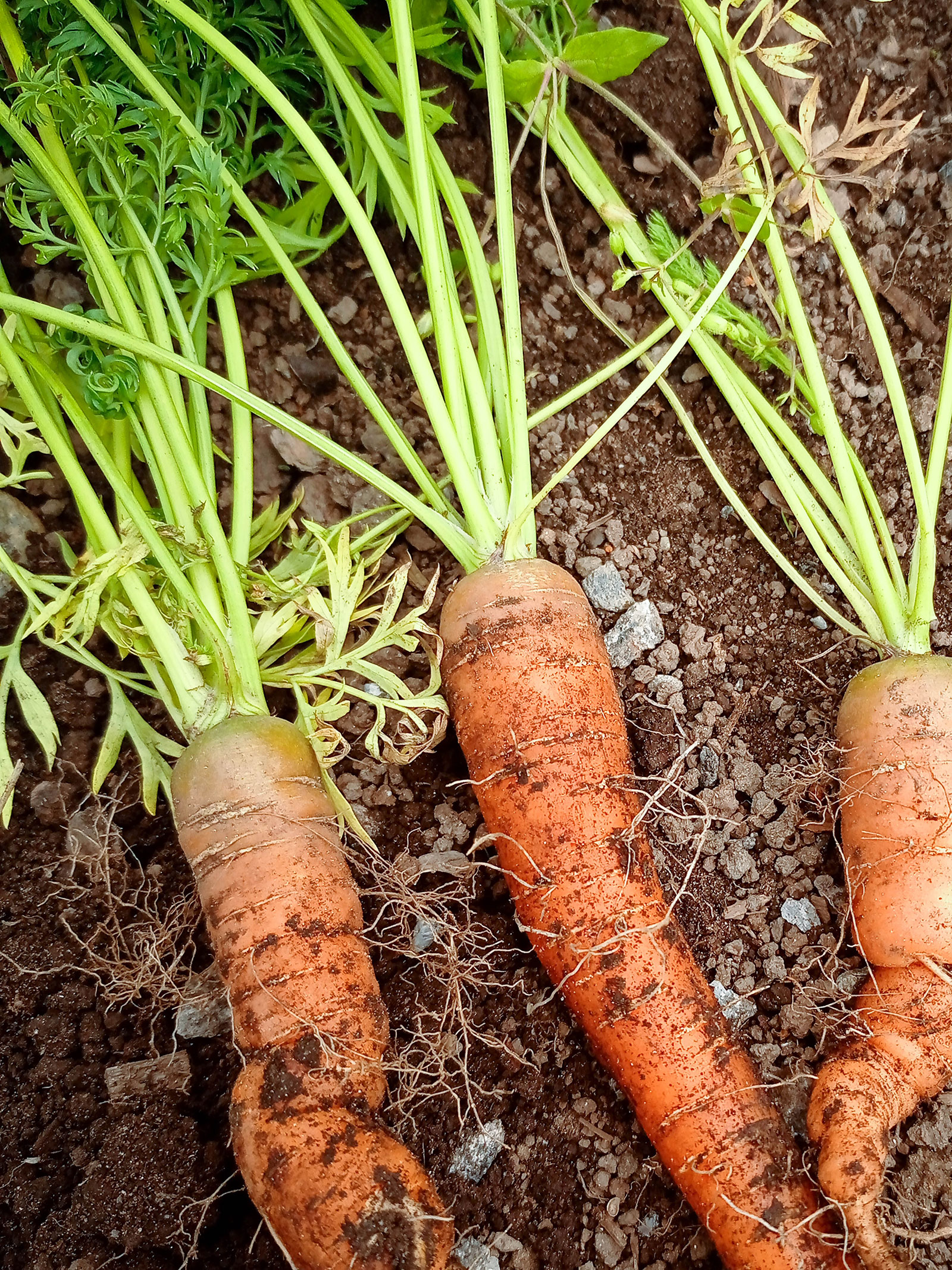 Freshly dug carrots with lots of feeder roots