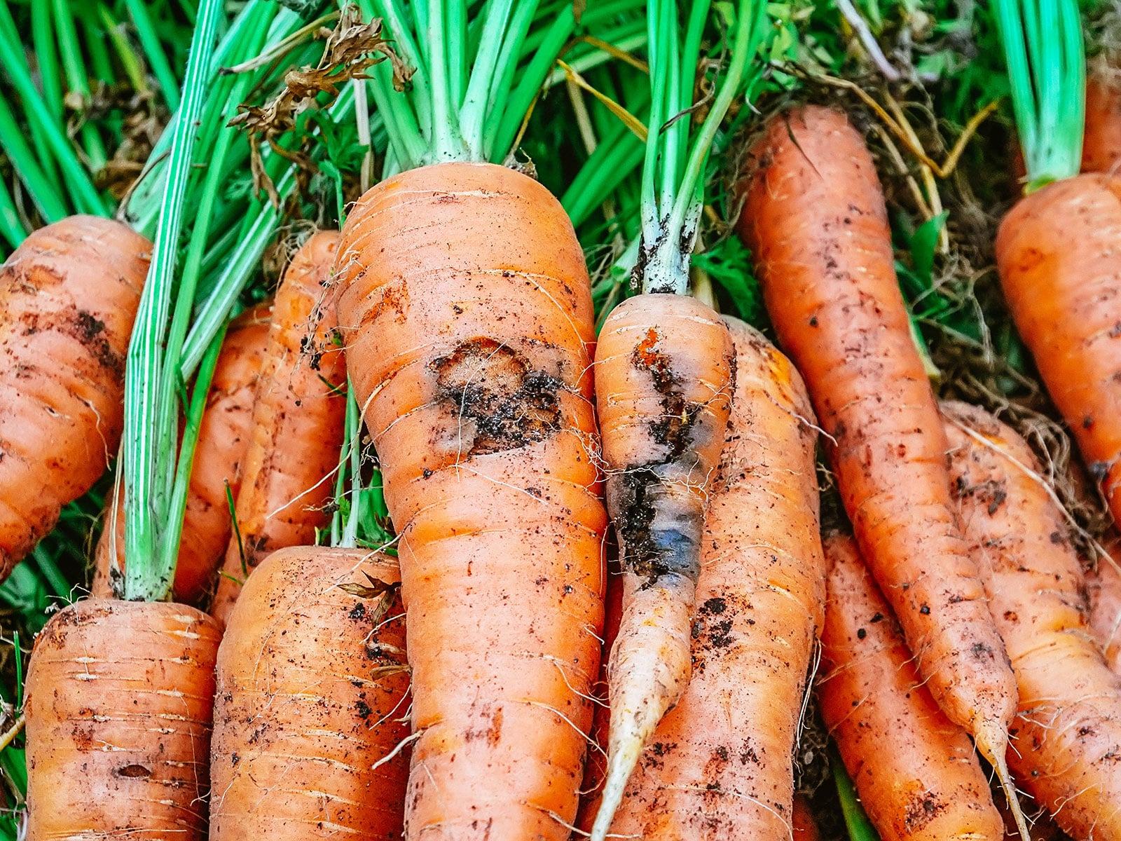 Freshly dug carrots showing black lesions from carrot rust fly larvae