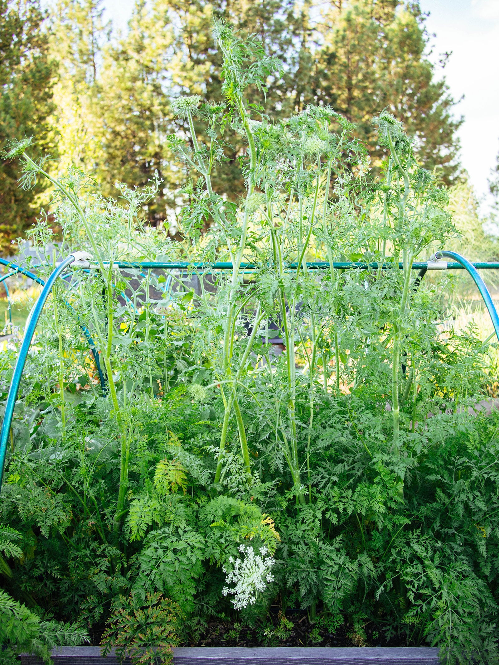 Carrot bed with multiple bolting plants
