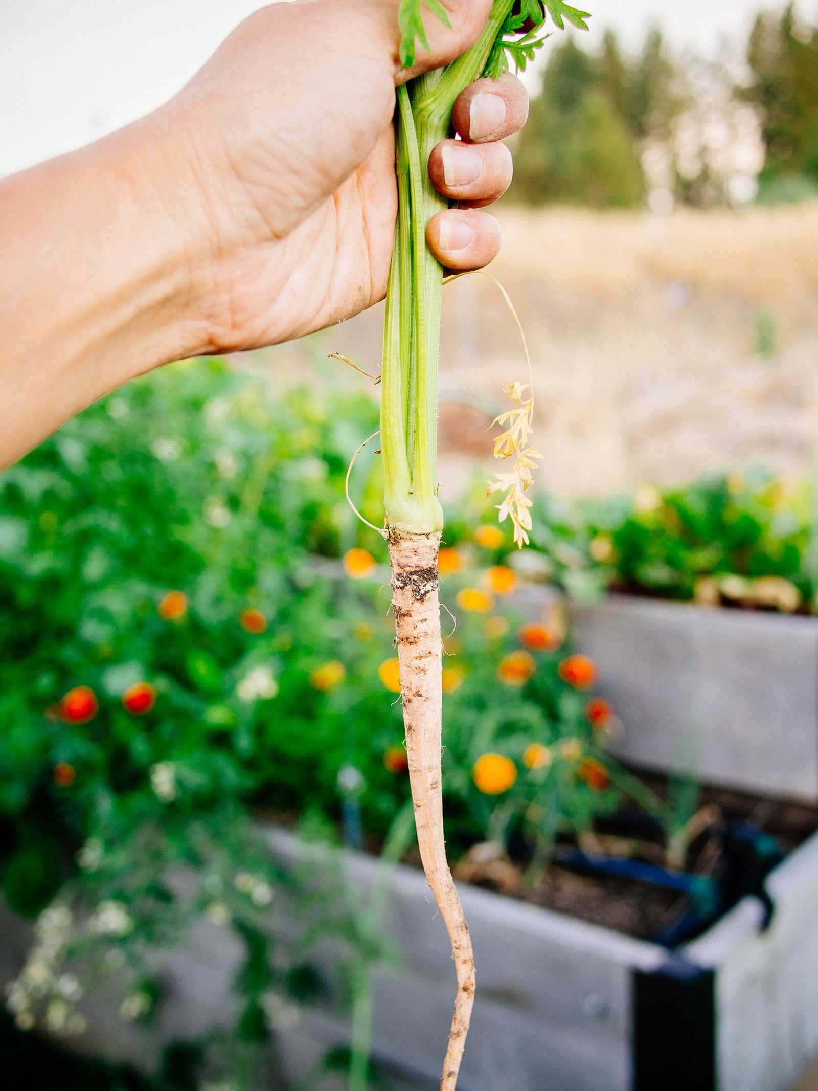 Hand holding bolted carrot with abnormally small and woody root