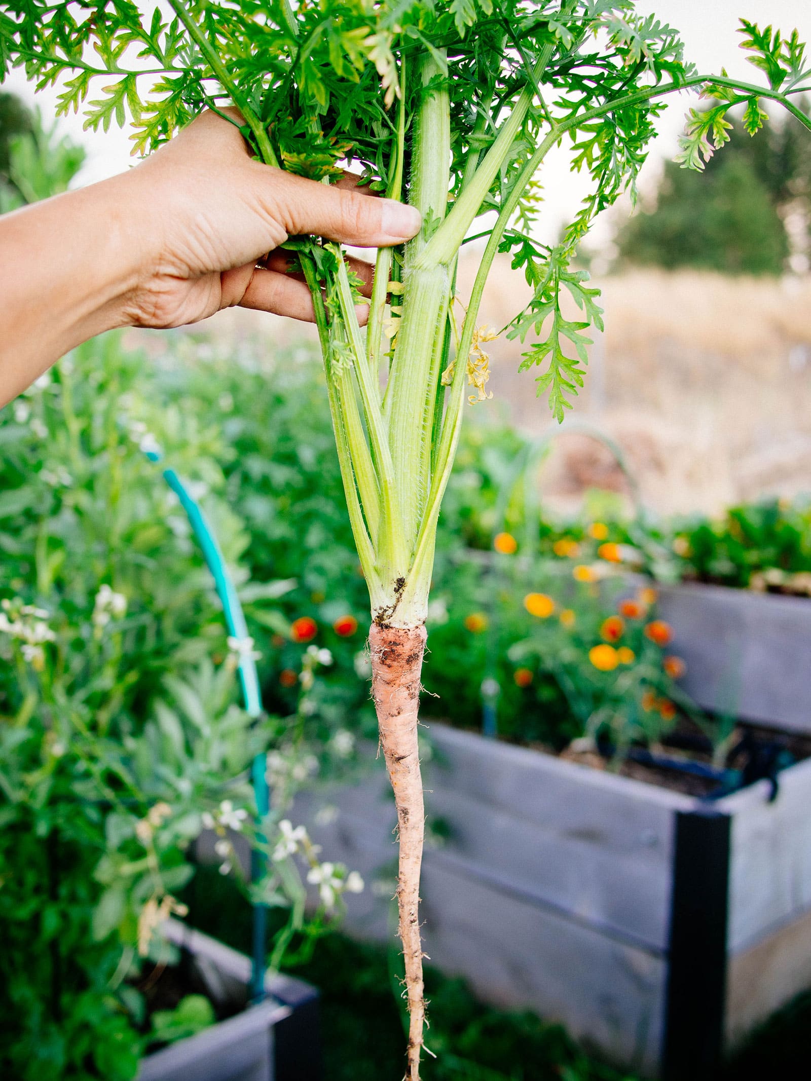 Hand holding bolted carrot with small and woody root
