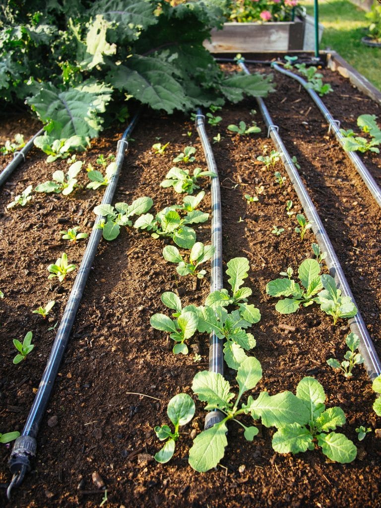 Garden bed with mustard and chard seedlings growing along drip tape