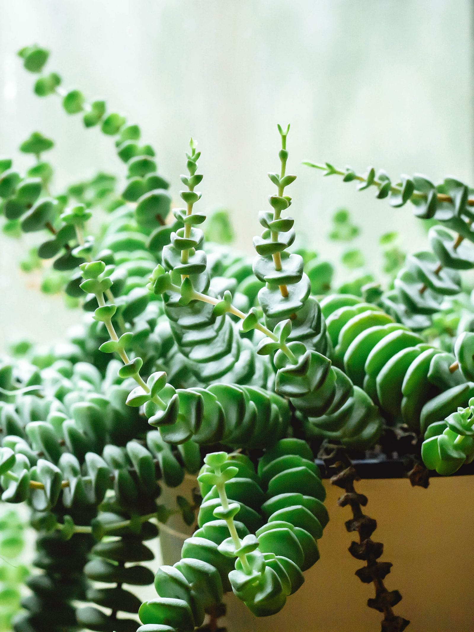 String of buttons plant in a white pot