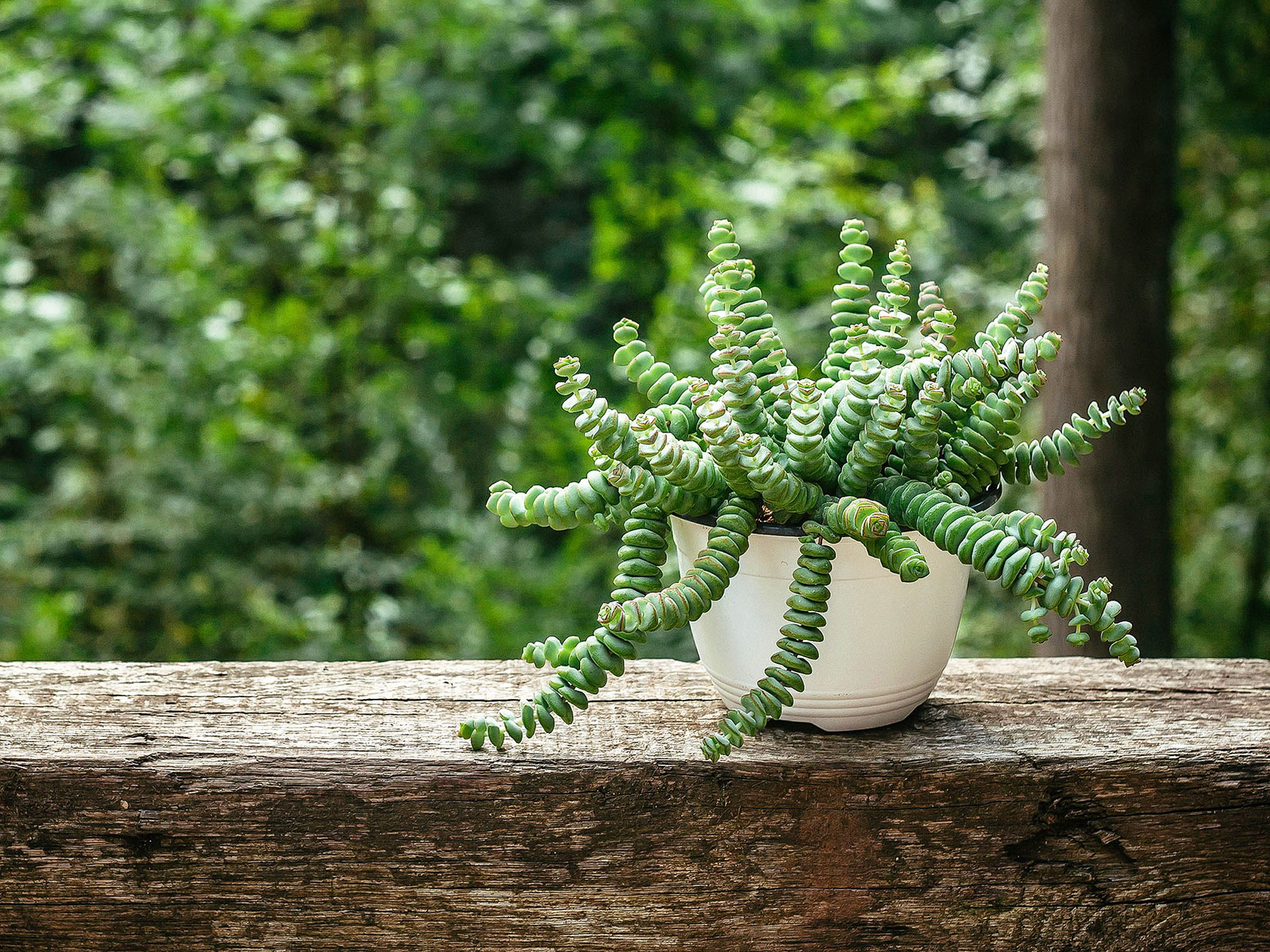 Crassula perforata plant in a white pot placed on a wooden railing outside
