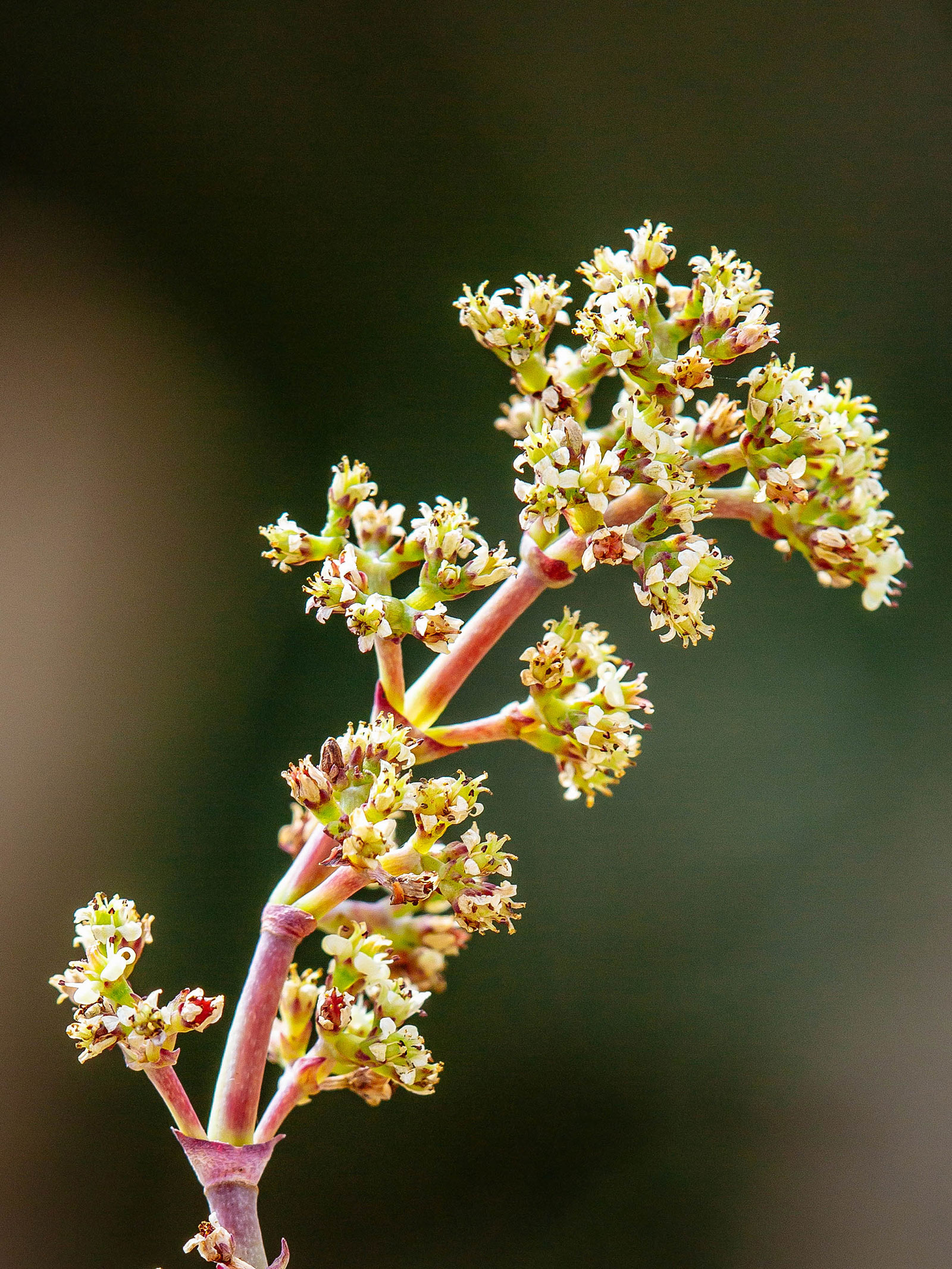 Small flowers on a string of buttons plant