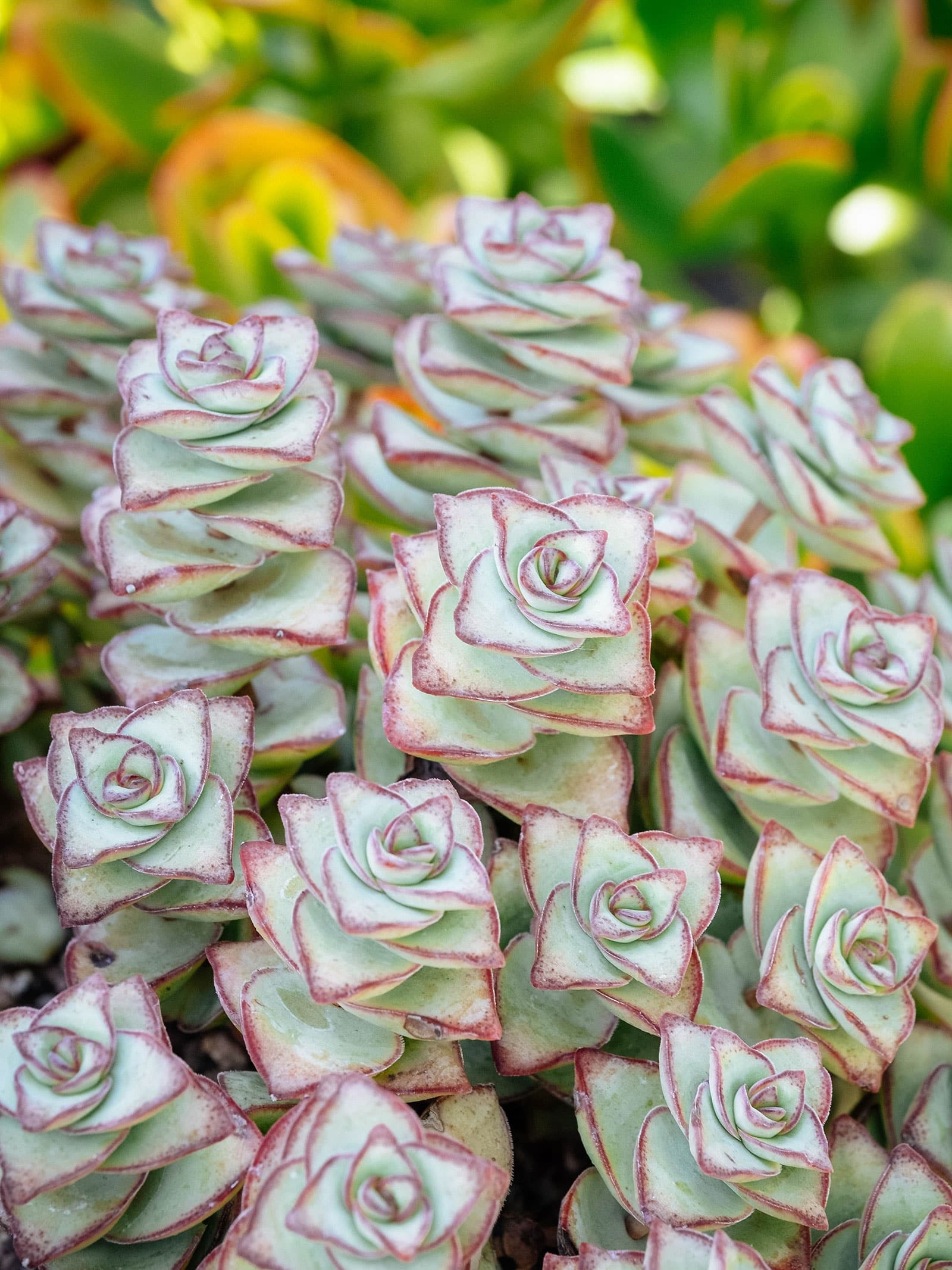 Crassula perforata leaves with edges tinged in red