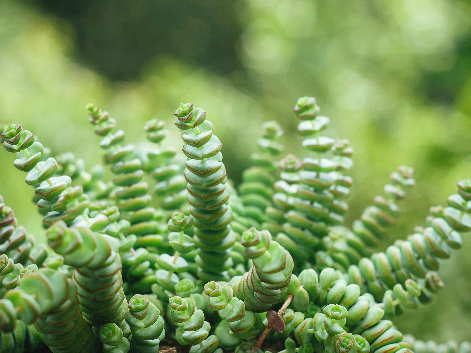 String of buttons plant
