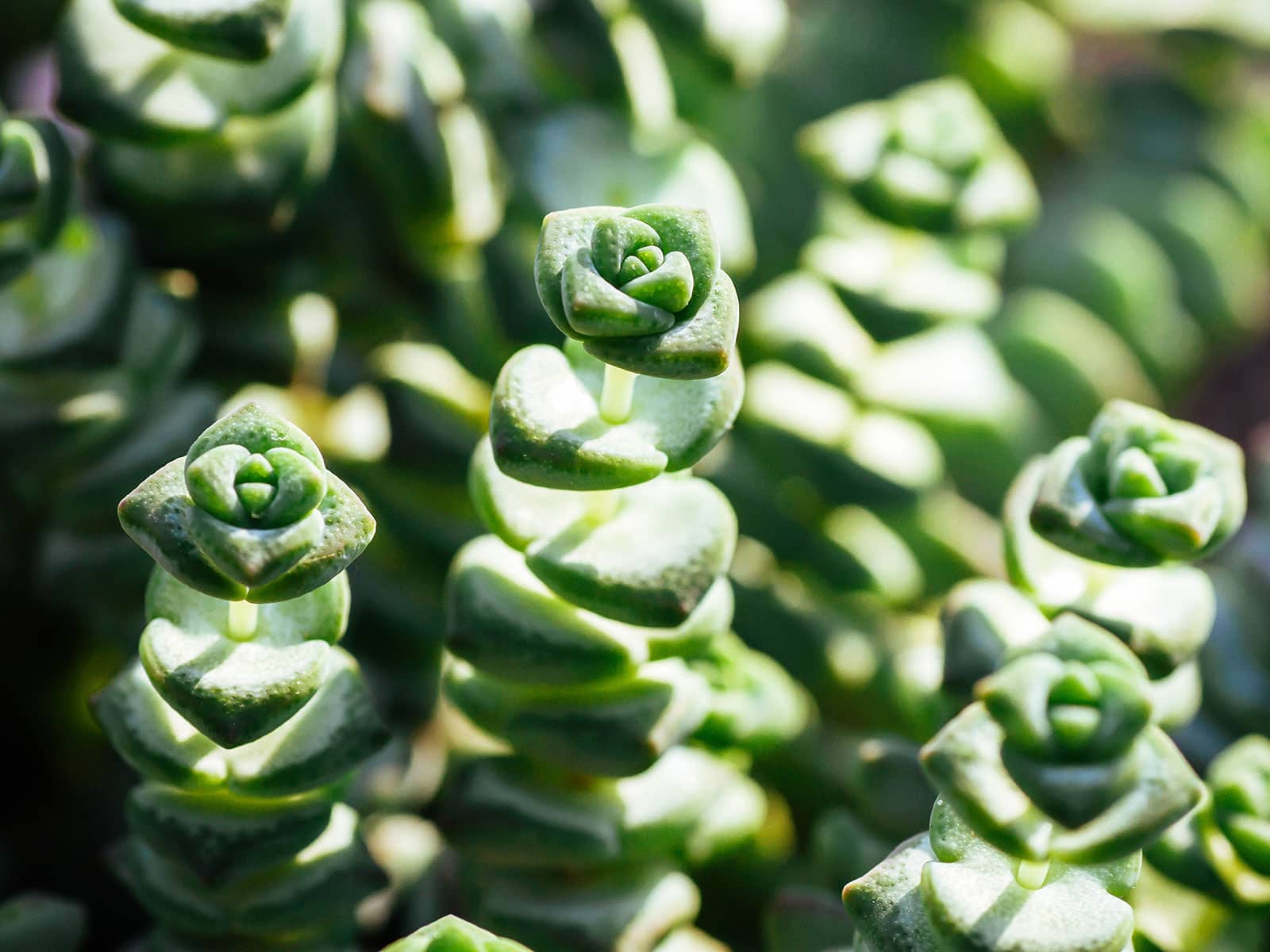 Close-up of Crassula perforata stems and leaves