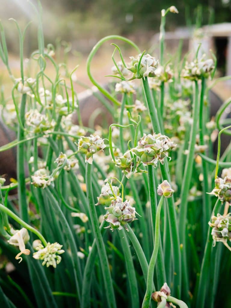 Walking onion topsets forming on top of the thick central stems
