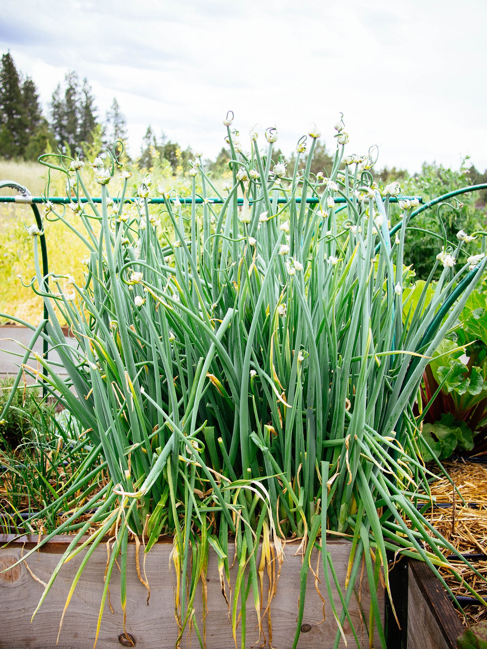 A healthy stand of Egyptian walking onions in a raised bed