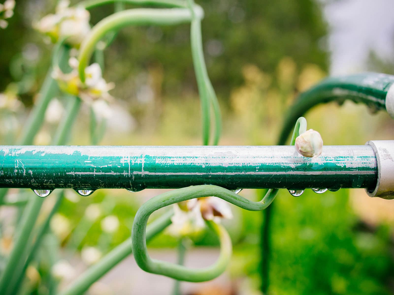An Egyptian walking onion plantlet starting to wrap around a low tunnel frame