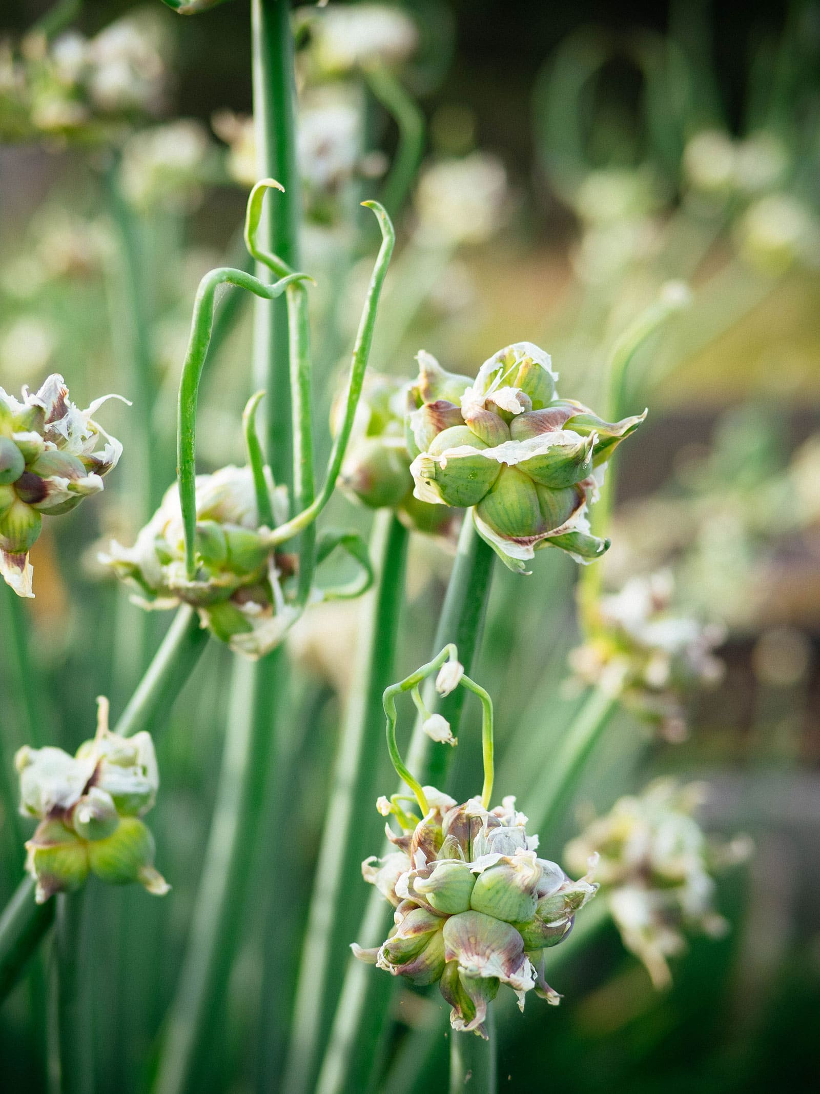 Topset onions growing at the top of the mother plants' stems