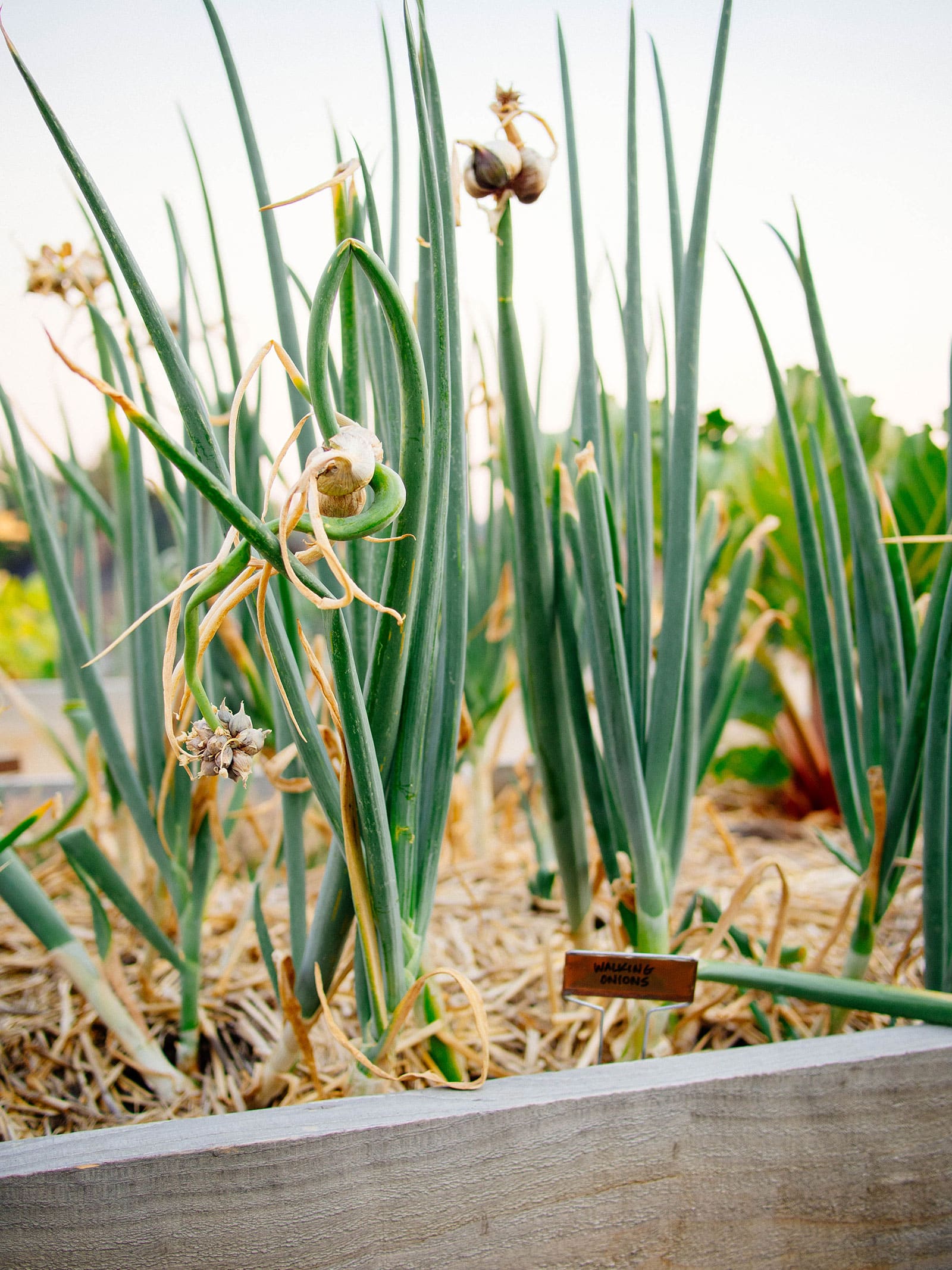 Egyptian walking onions in a raised bed with stems starting to topple over from the weight of their bulbils
