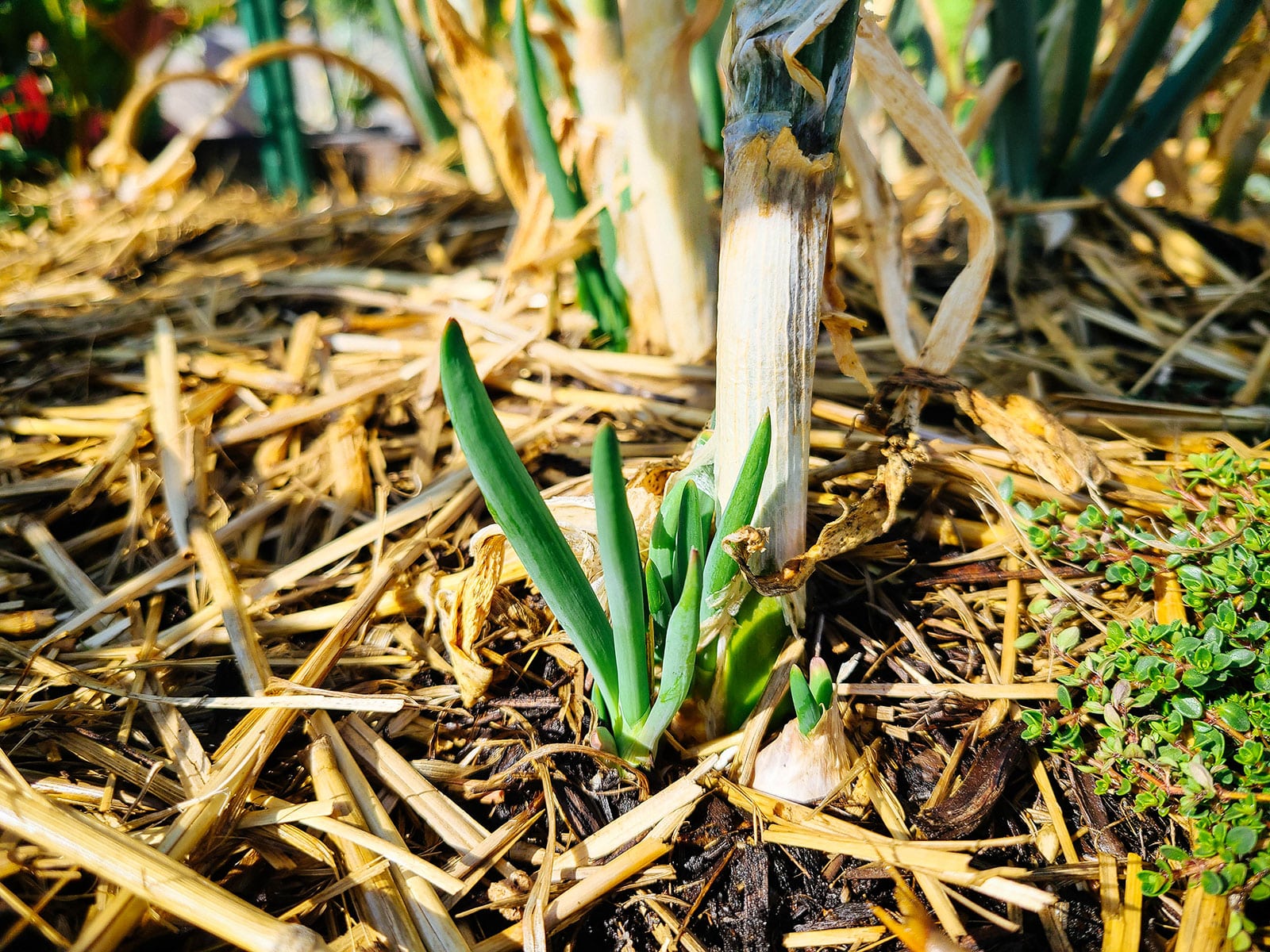 New walking onion shoots growing from replanted bulbils in a garden bed