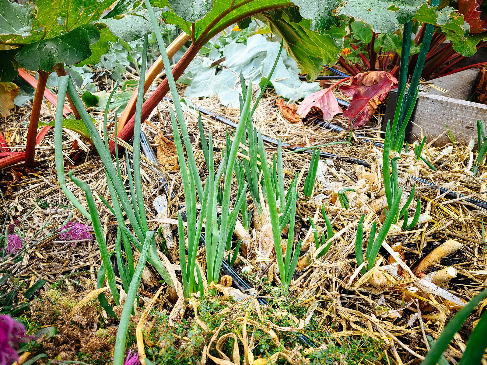 New walking onion shoots emerging from replanted bulbils in a raised bed