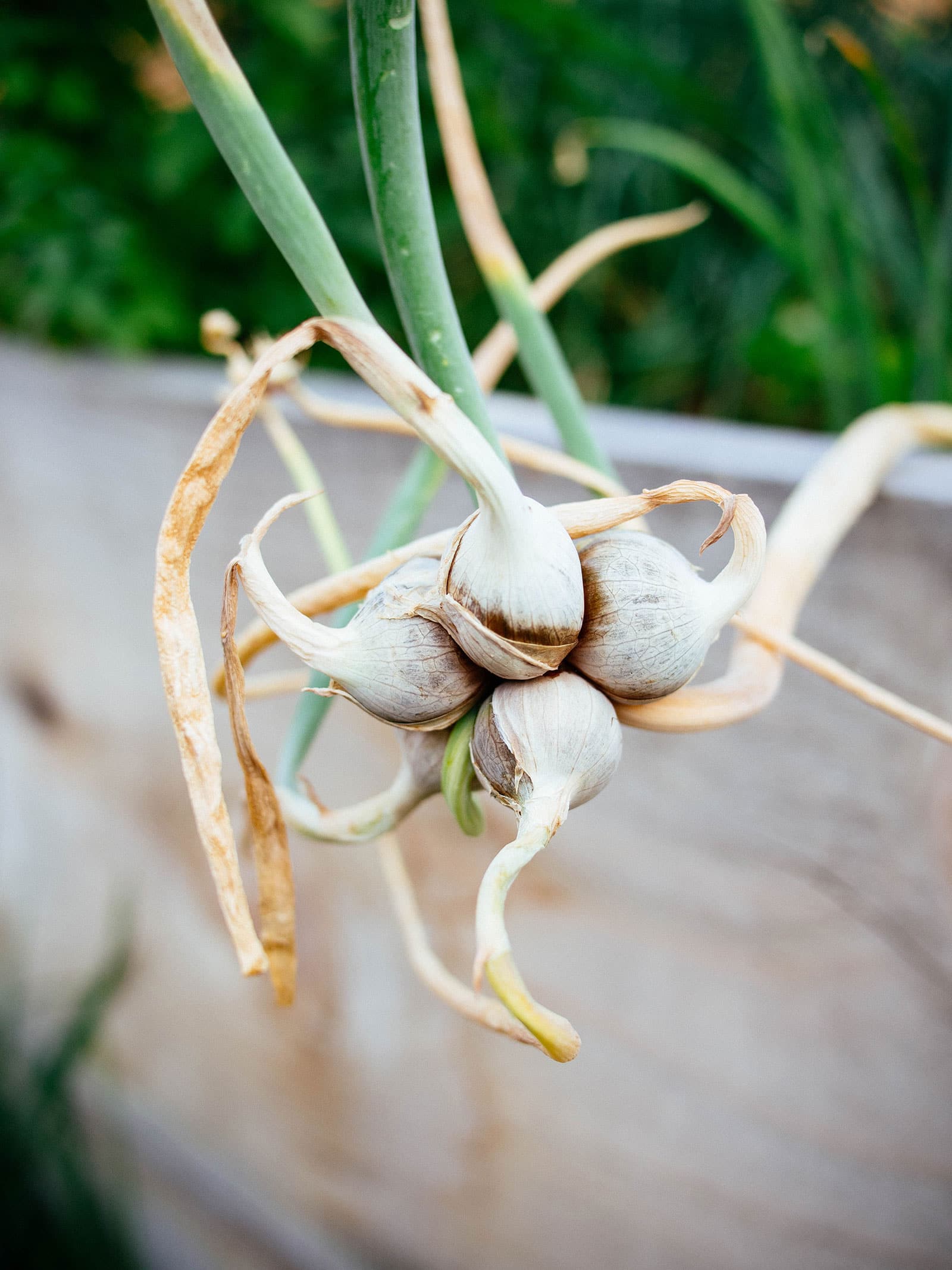 Walking onion bulbils growing in a cluster on a stalk