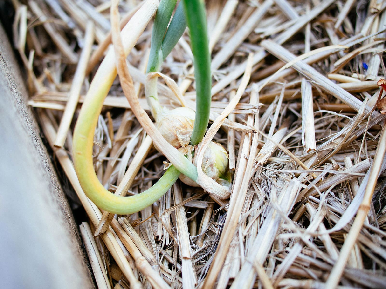 Egyptian walking onion bulbils fallen over and planting themselves in a garden bed filled with straw mulch