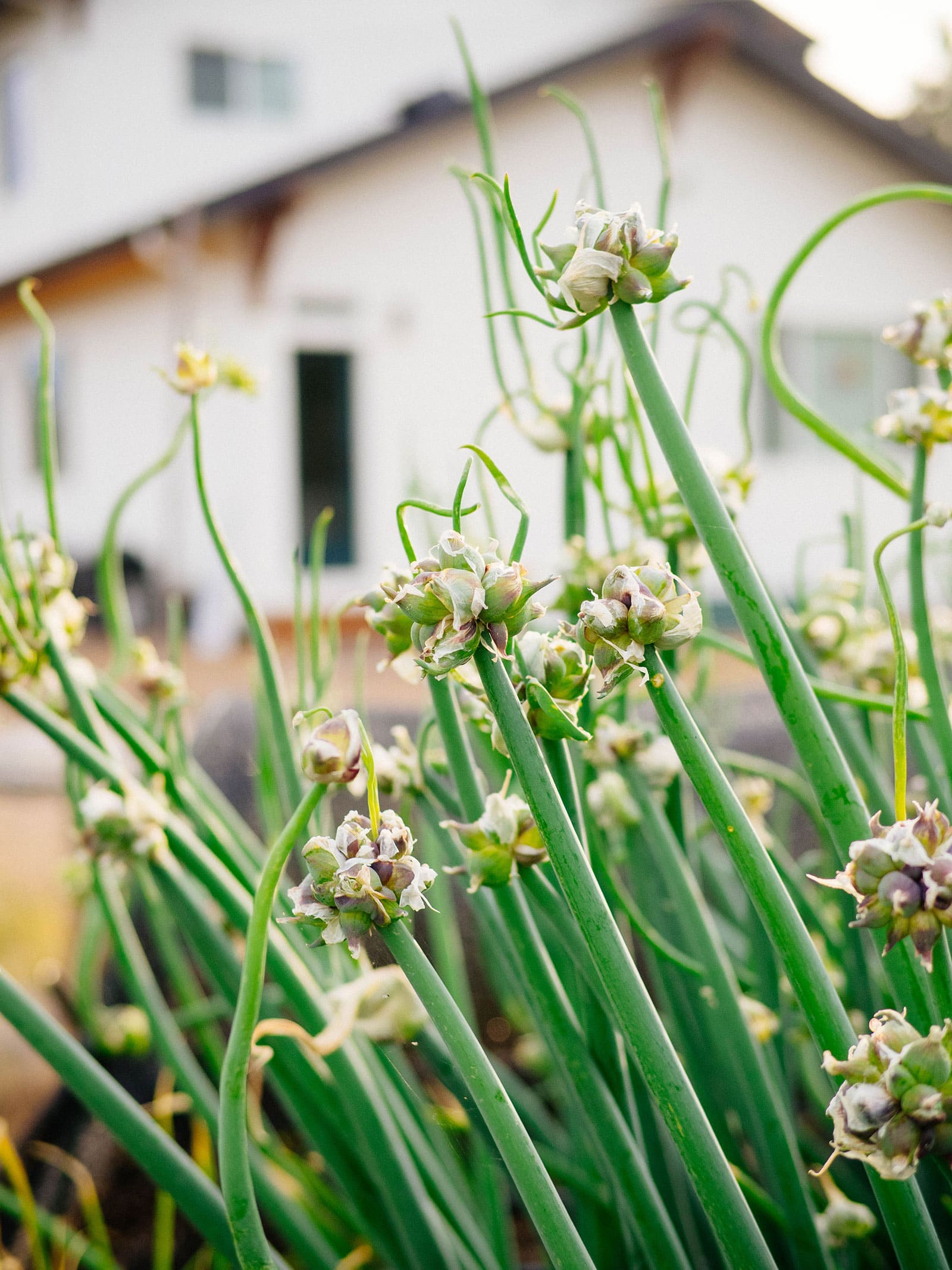 Walking onion plants and topsets growing in a garden with a white house in the background
