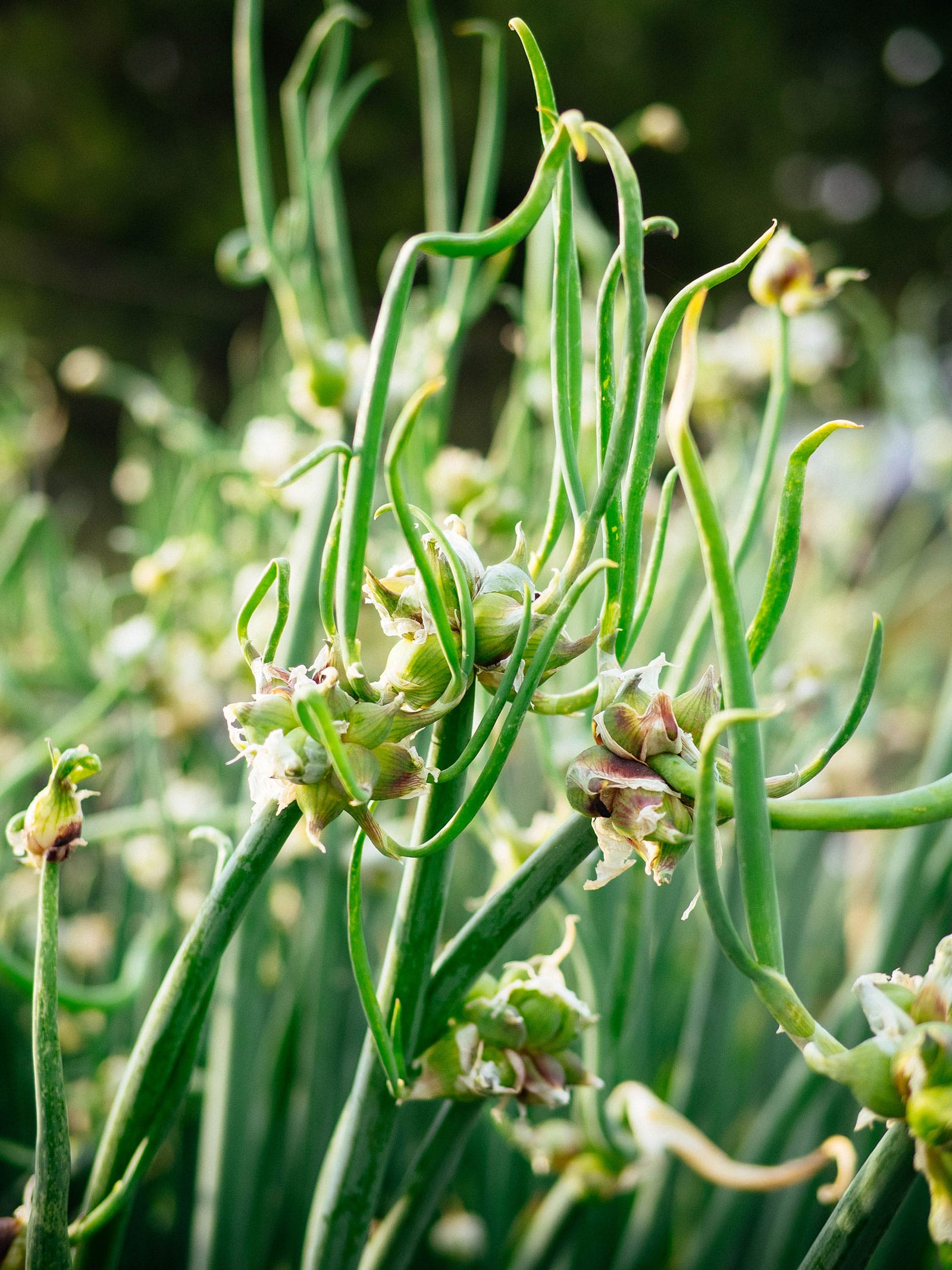 Egyptian walking onion plants forming topsets in summer