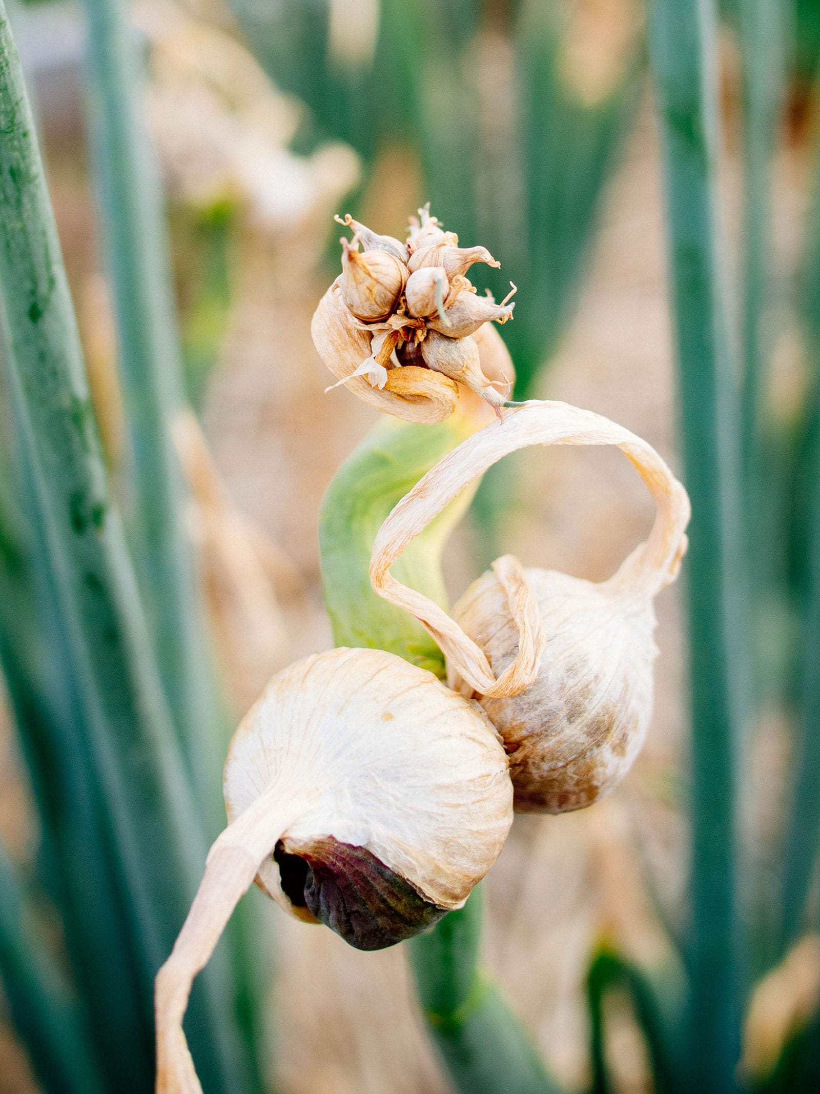 Egyptian walking onion bulbils growing from a plantlet out of another bulbil