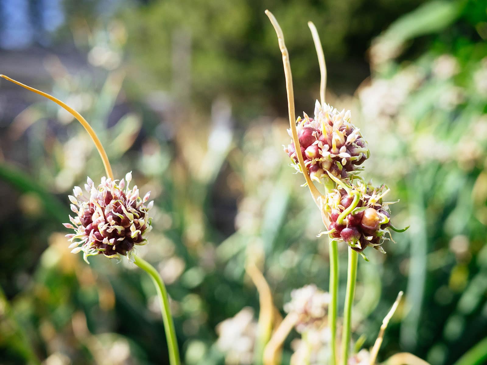 Young tree onion bulbils growing on stiff spikes
