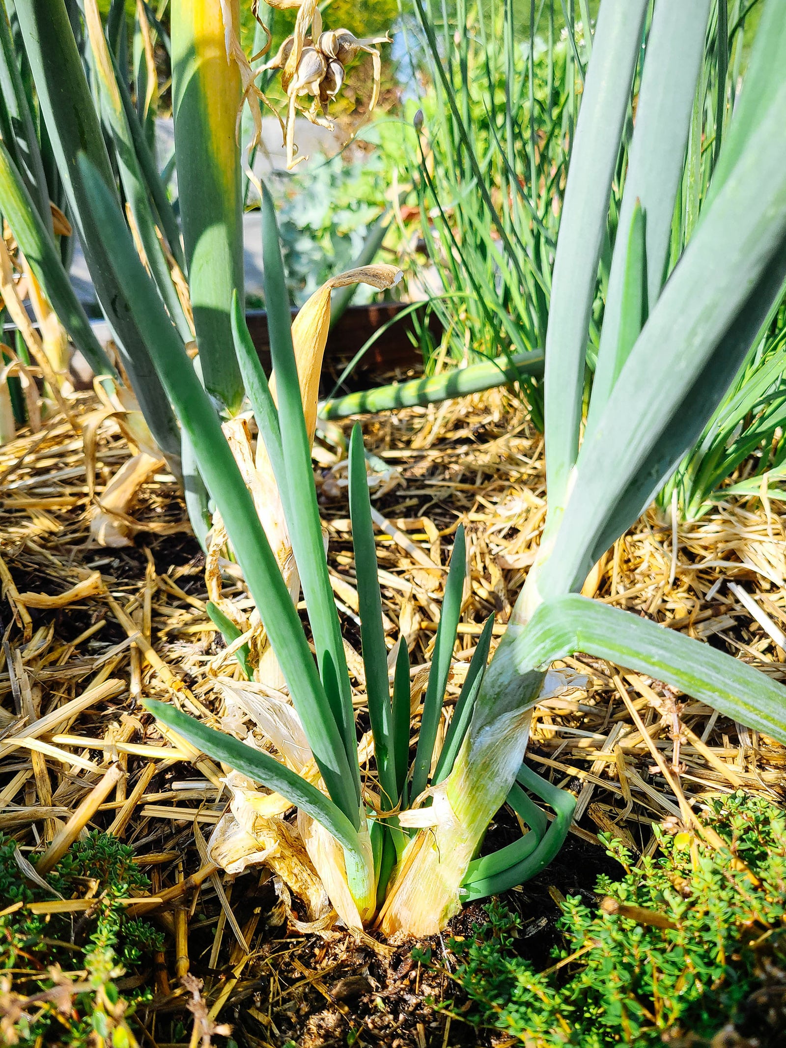 An Egyptian walking onion plant dividing itself at the base