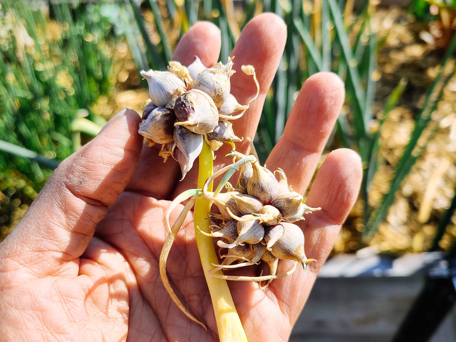 Woman's hand holding two clusters of Egyptian walking onion bulbils in a garden