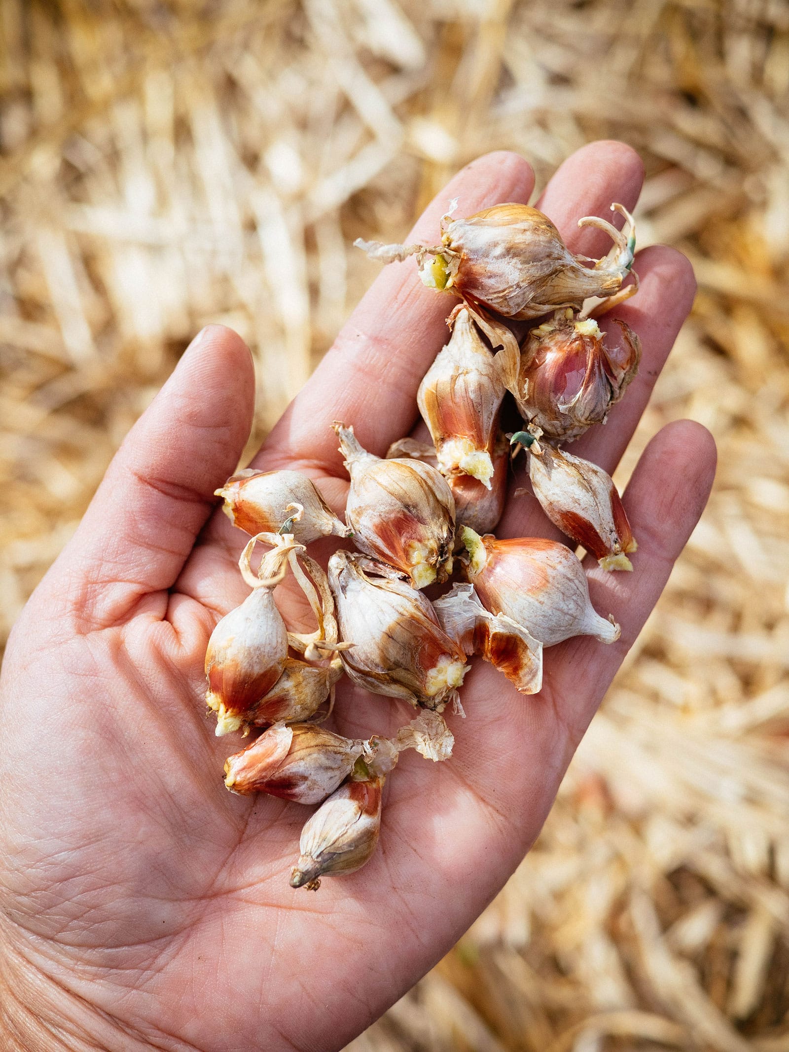 Walking onion bulbils broken apart and sitting in a woman's palm