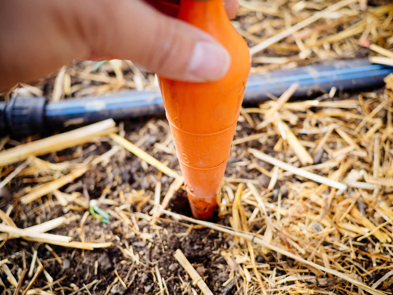 A hang using an orange dibber to make a planting hole in the soil