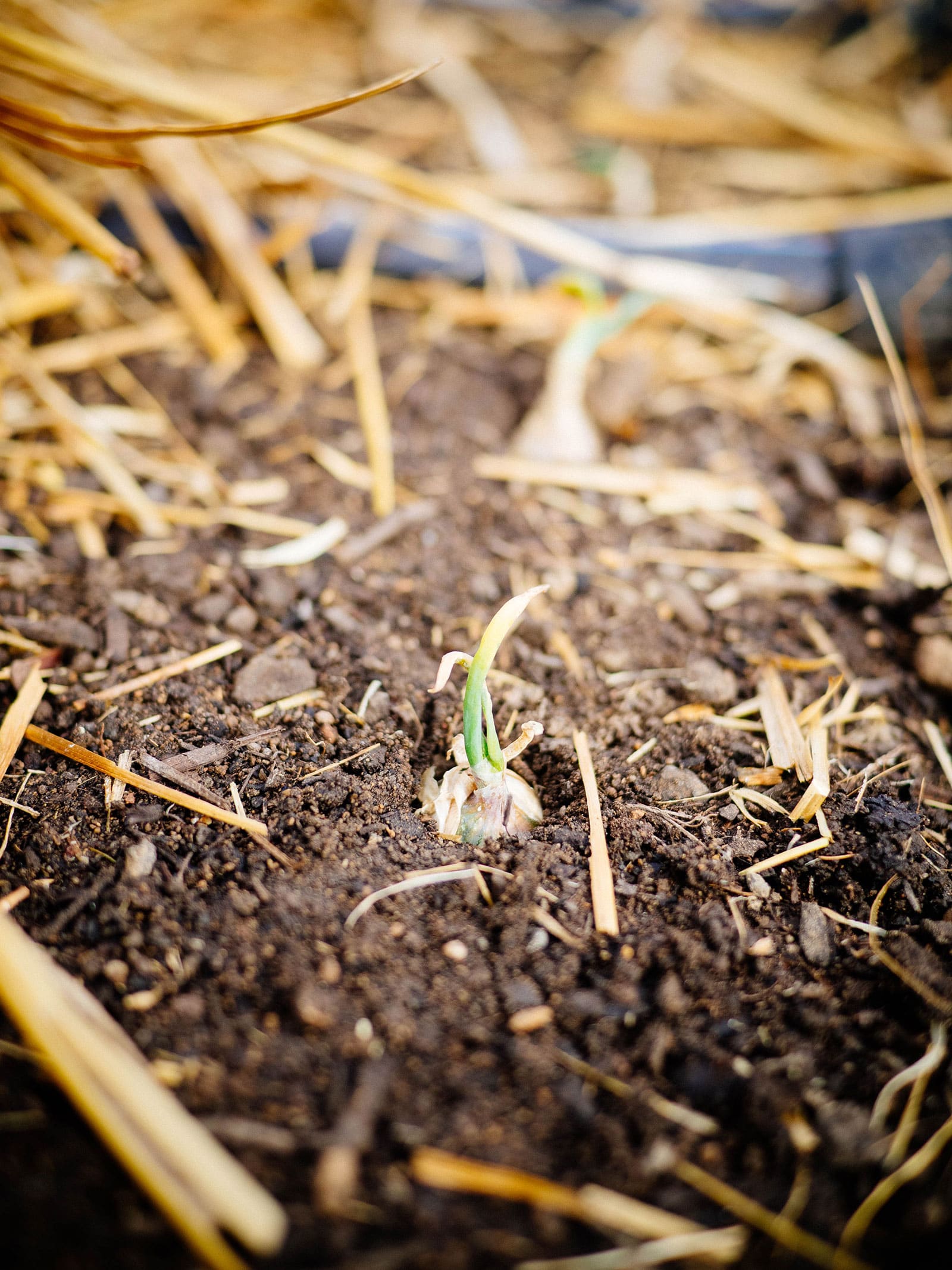 Egyptian walking onion bulbil planted in the soil with a little sprout emerging
