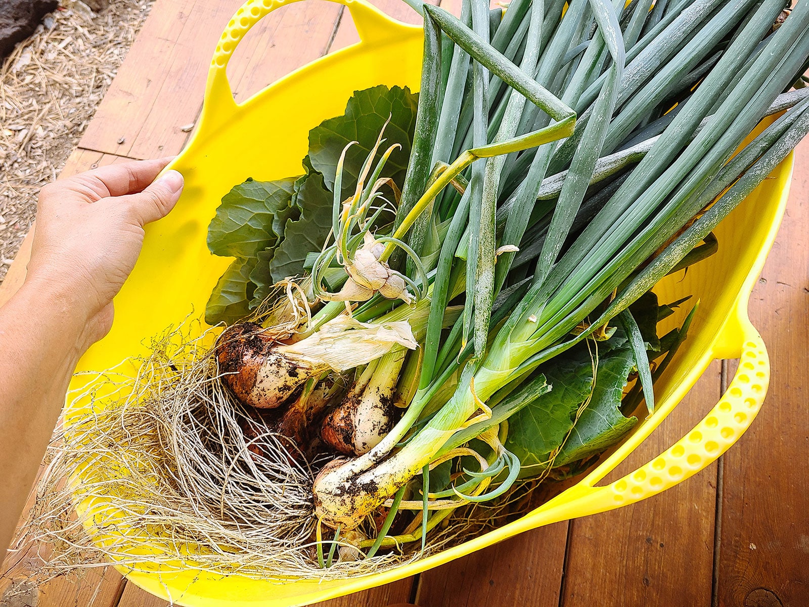 Freshly harvested walking onion plants in a yellow harvest bucket