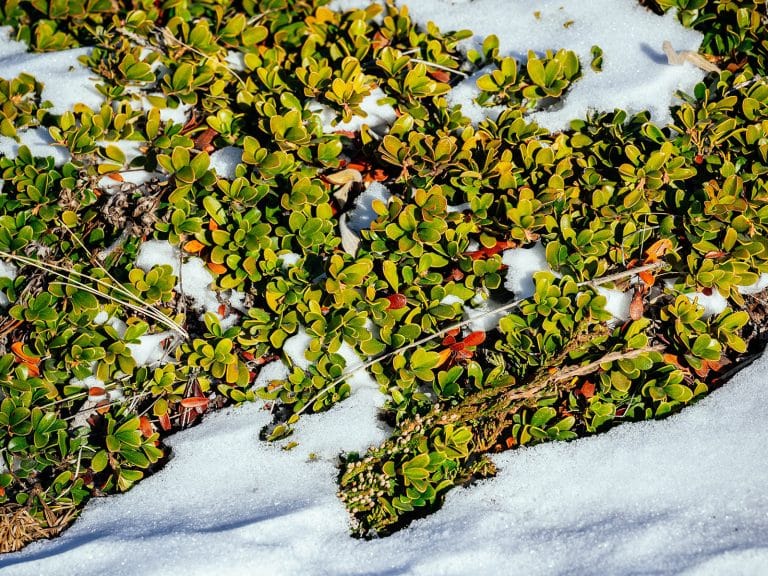 Bearberry covered with snow