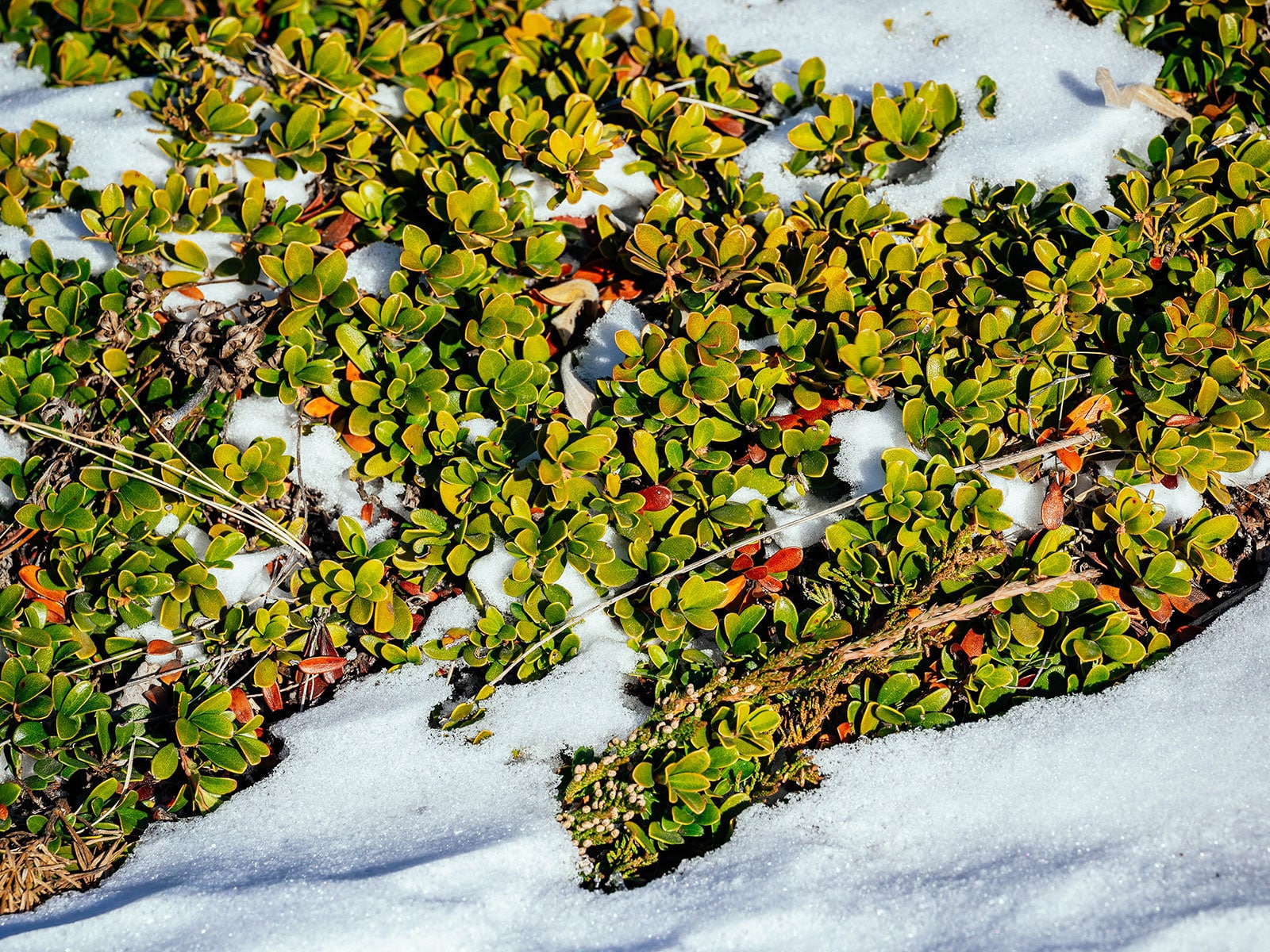 Bearberry covered with snow