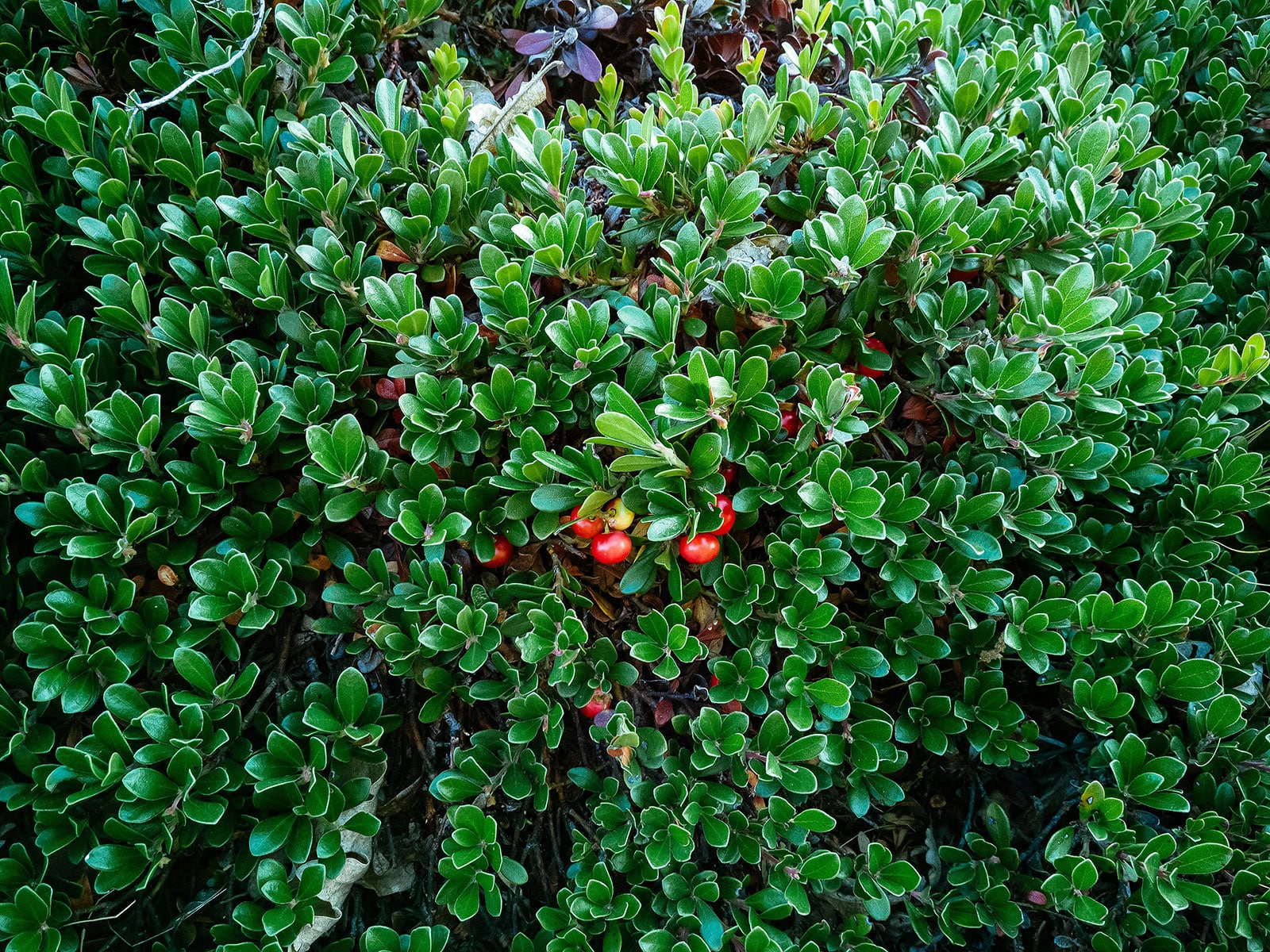 Bearberry ground cover with a few red drupes on its branches