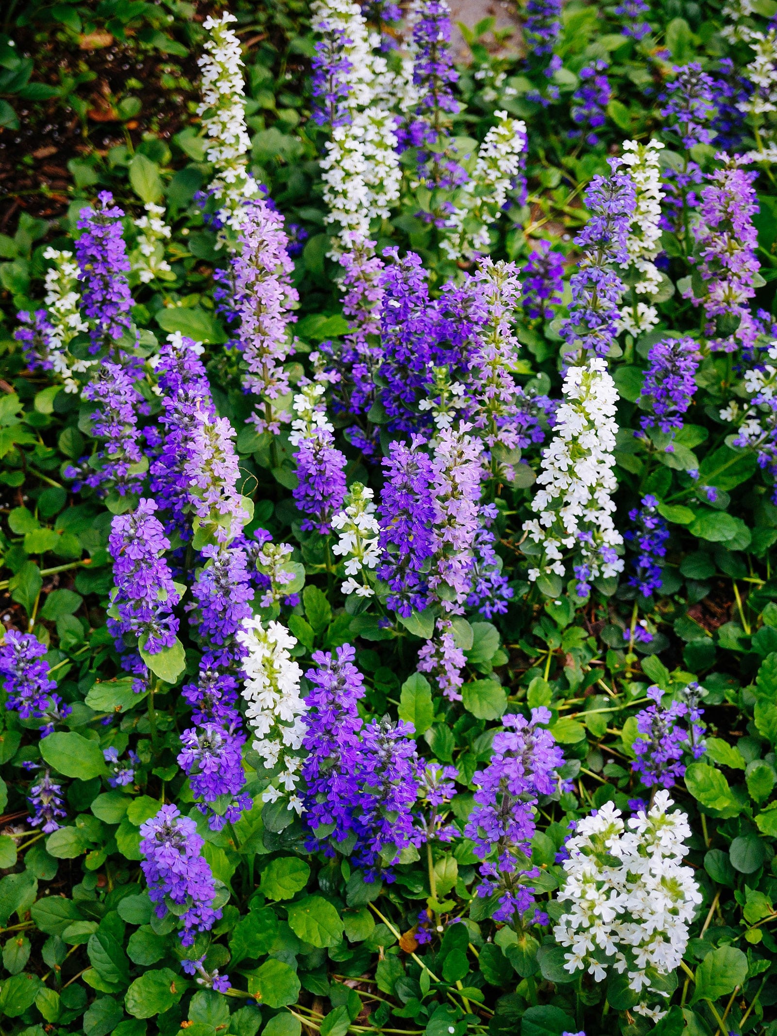 Bugleweed ground cover plants with spikes of purple and white flowers