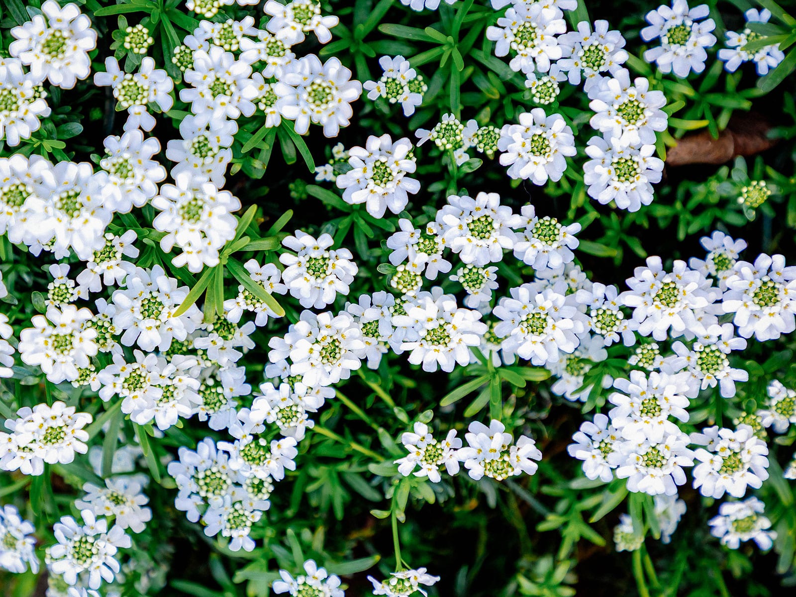 Candytuft ground cover in bloom