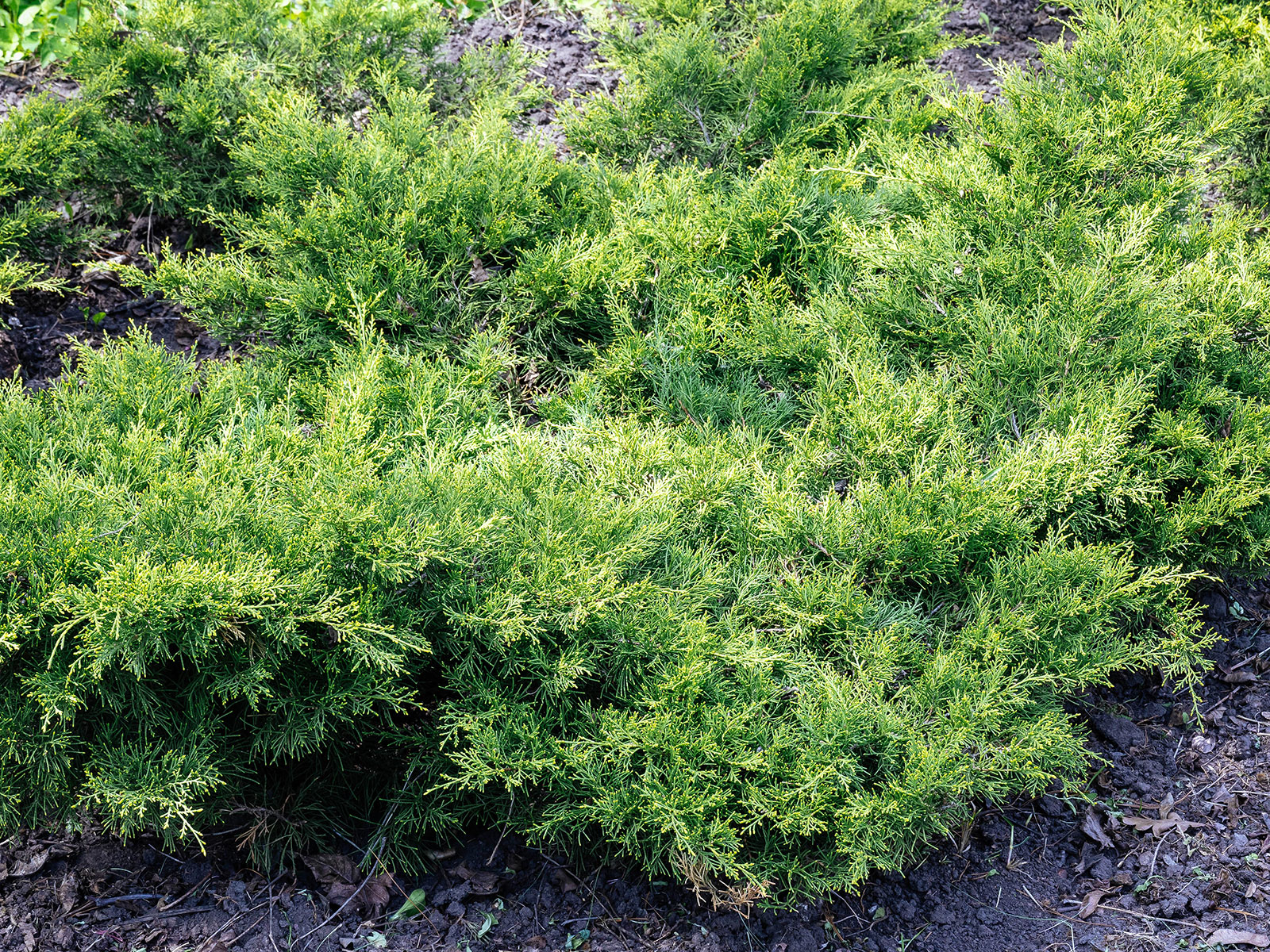 Creeping juniper ground covers