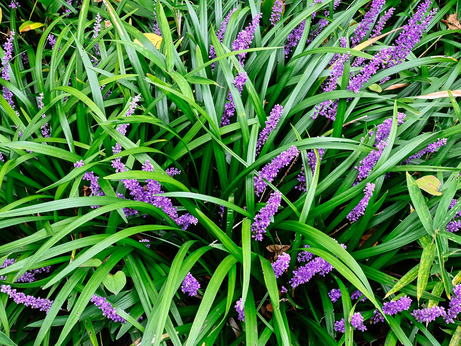 Creeping lilyturf ground cover with spikes of purple flowers
